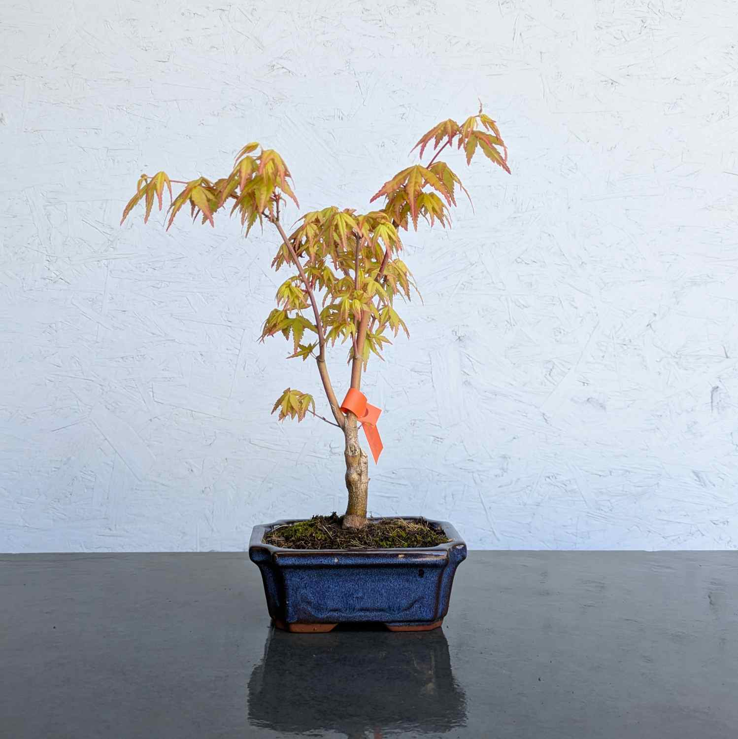 Katsura Maple