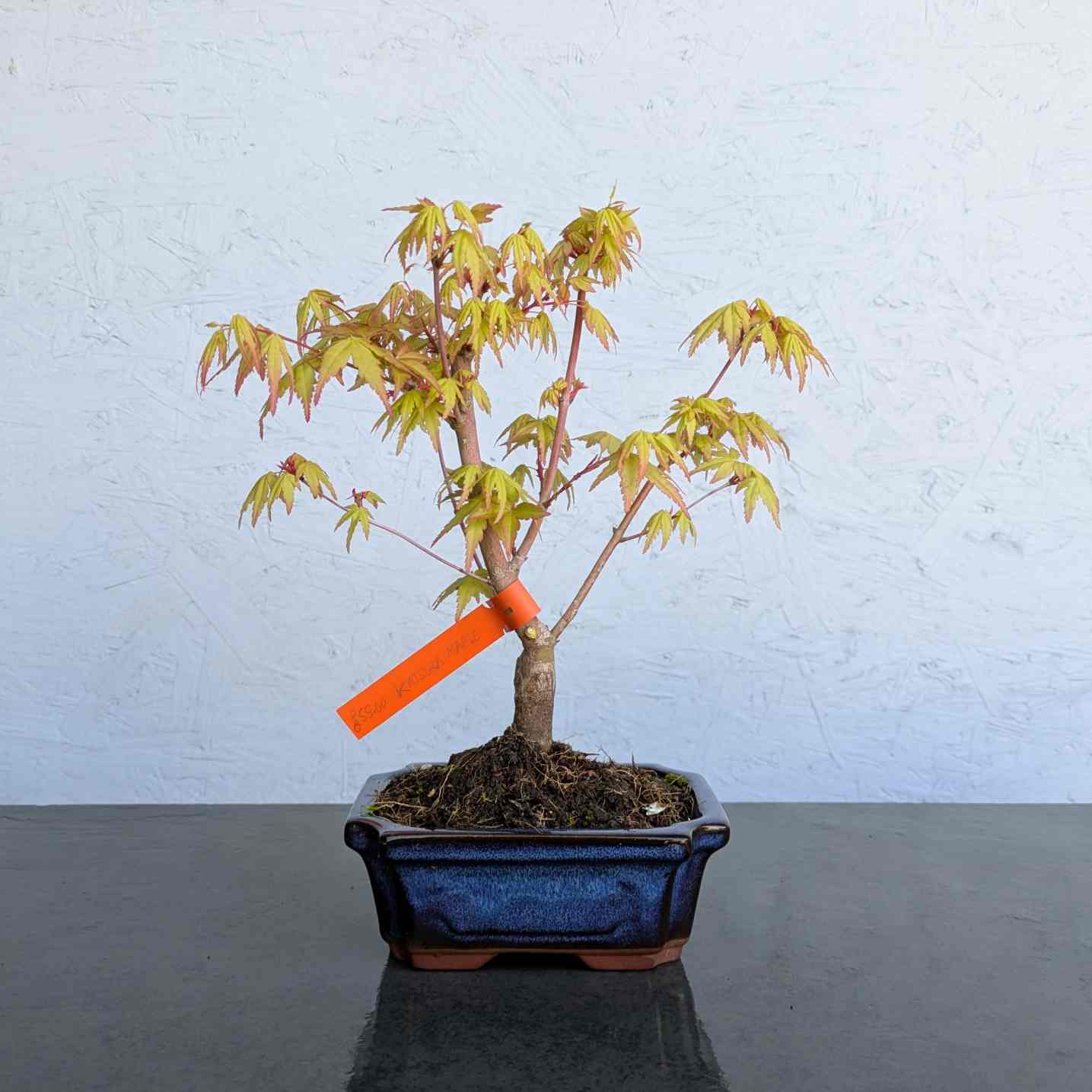 Katsura Maple