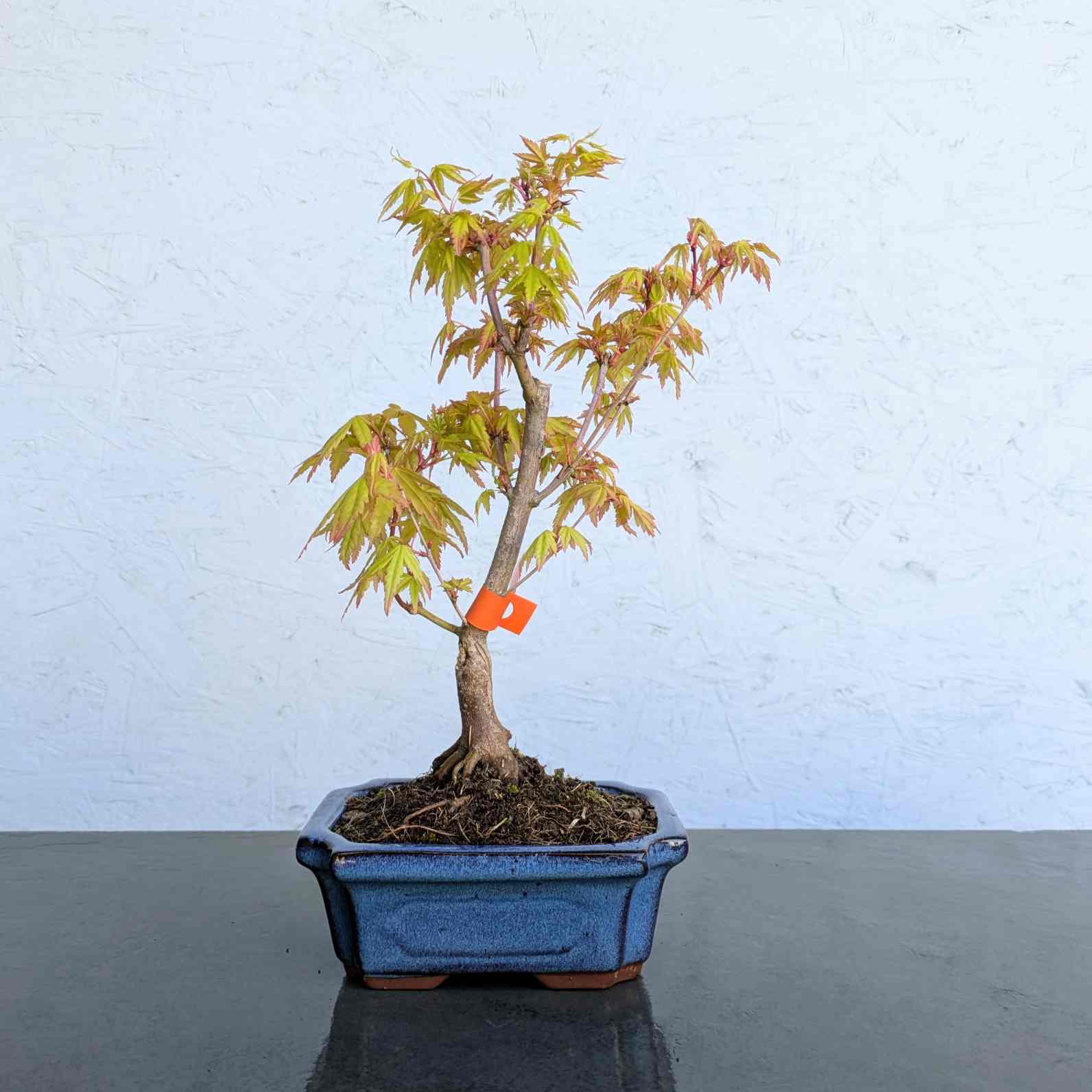 Katsura Maple
