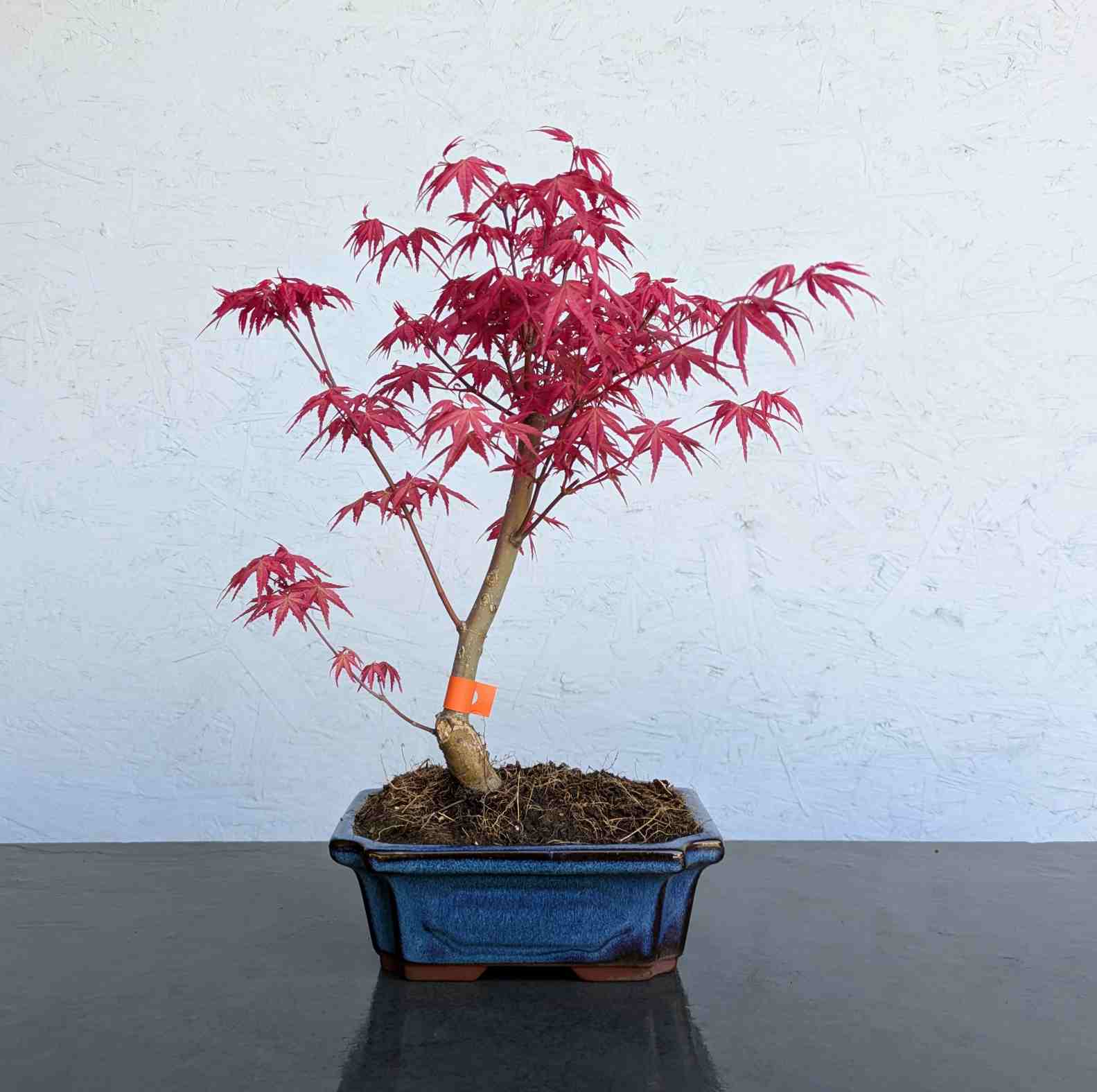 Deshojo Maple