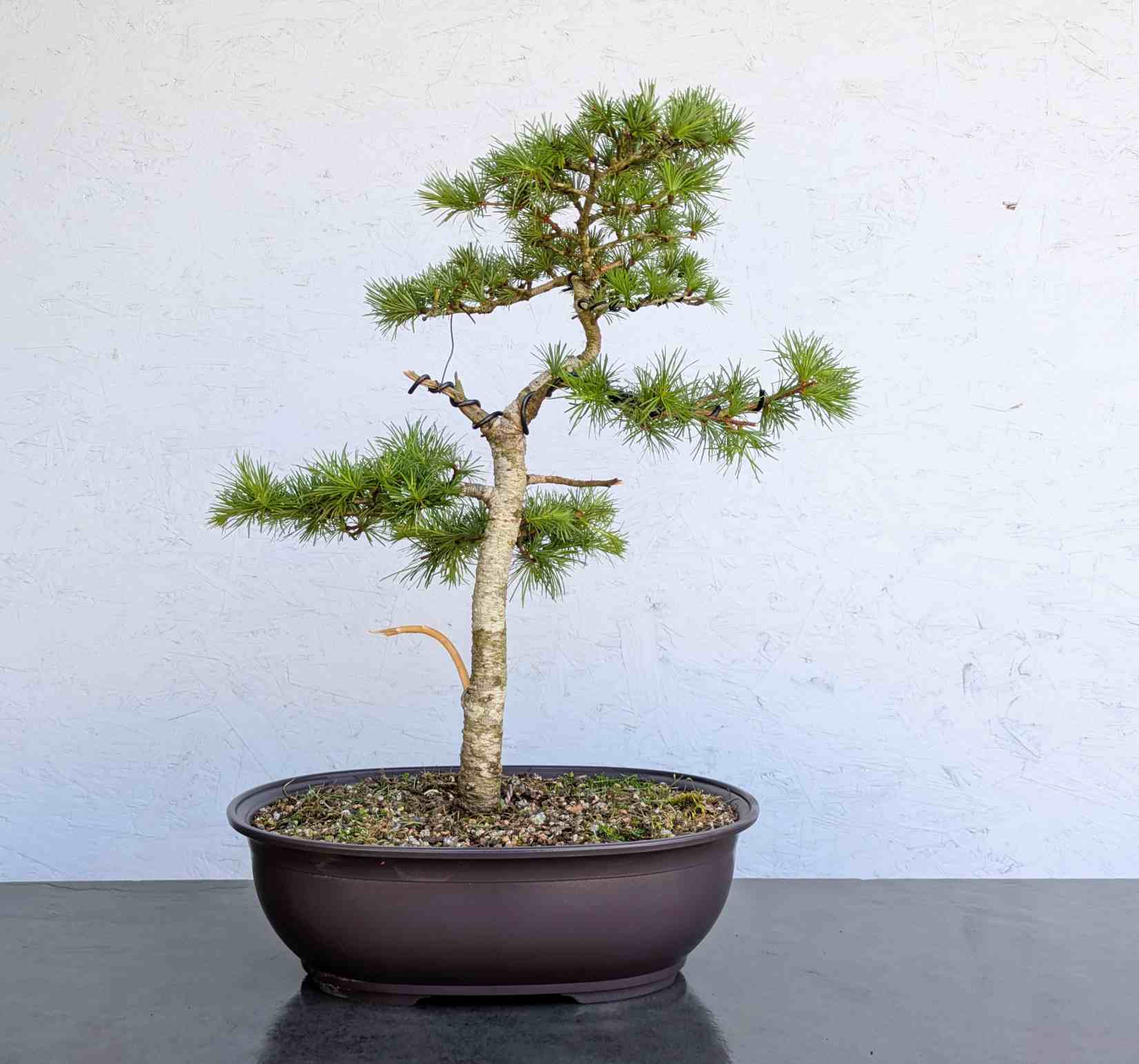 Japanese Hybrid Larch