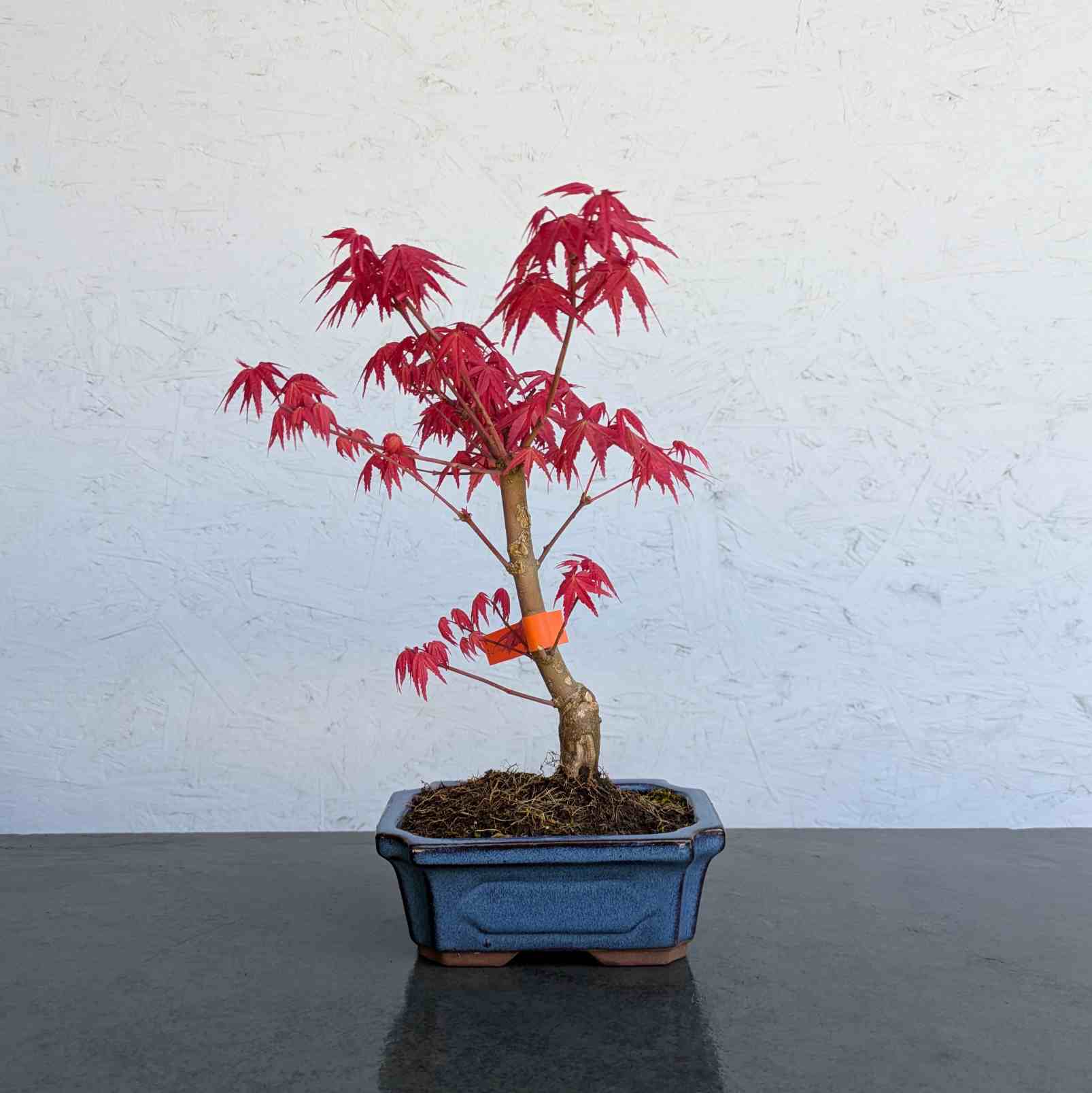 Deshojo Maple