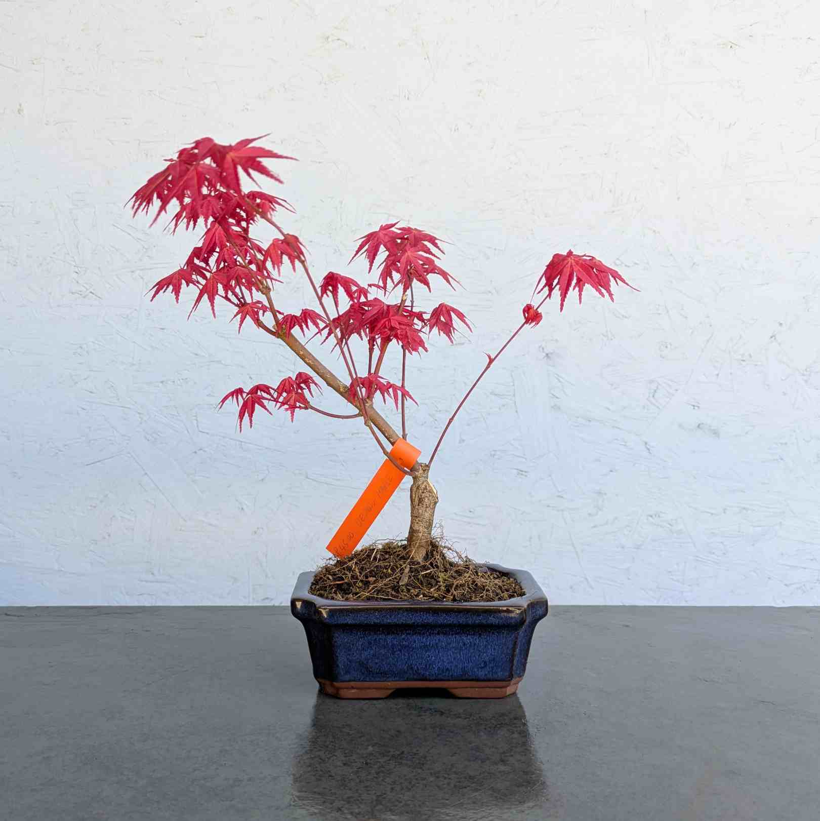 Deshojo Maple