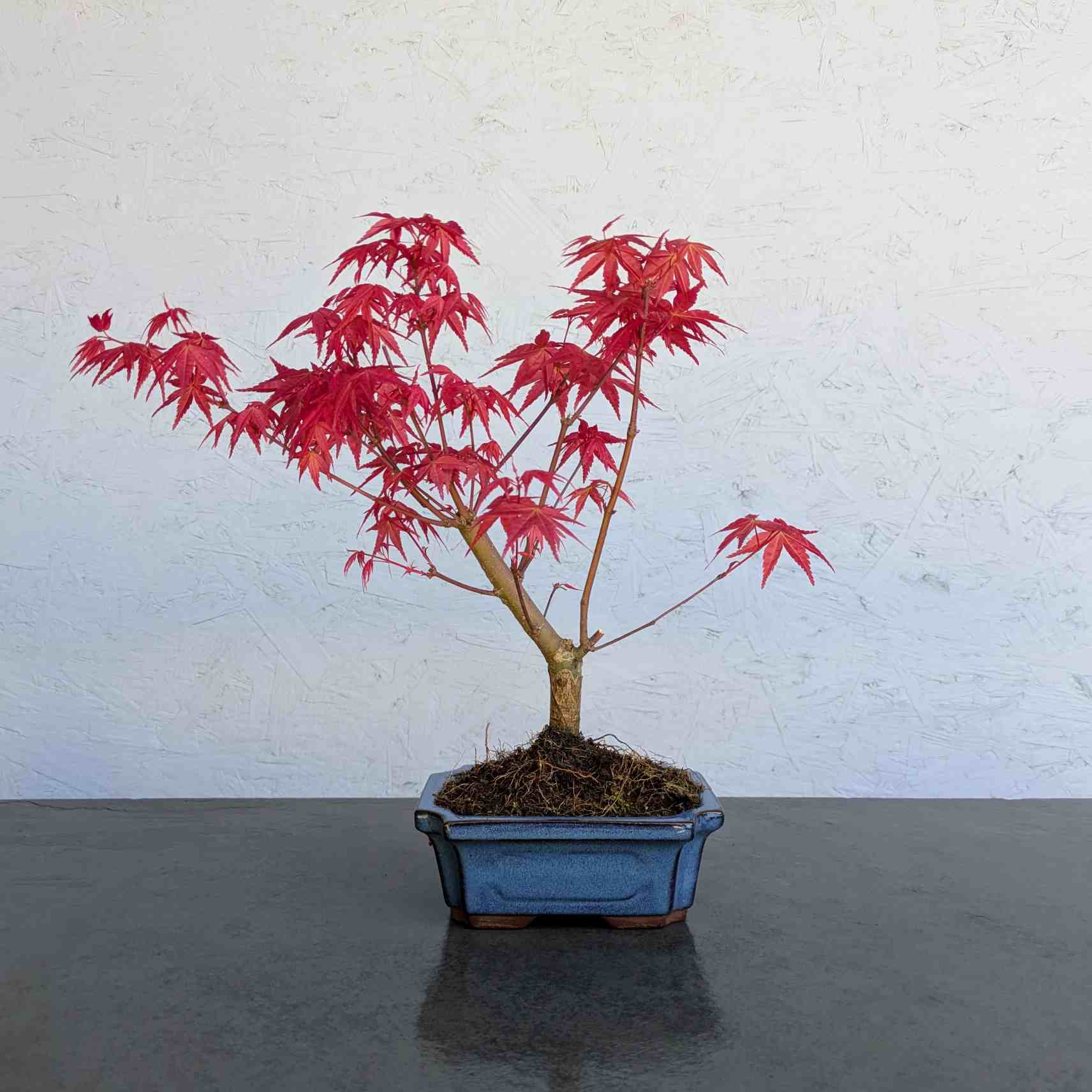Deshojo Maple