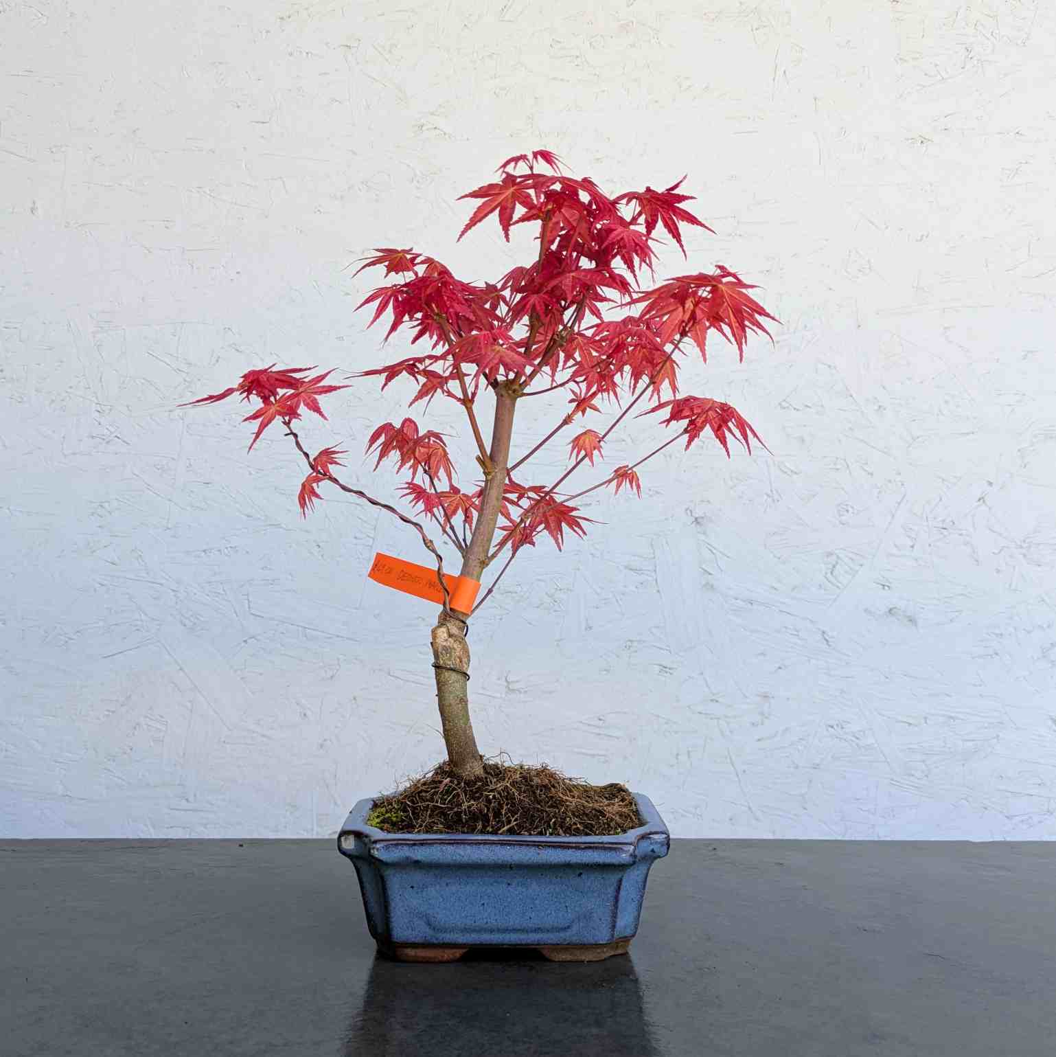 Deshojo Maple