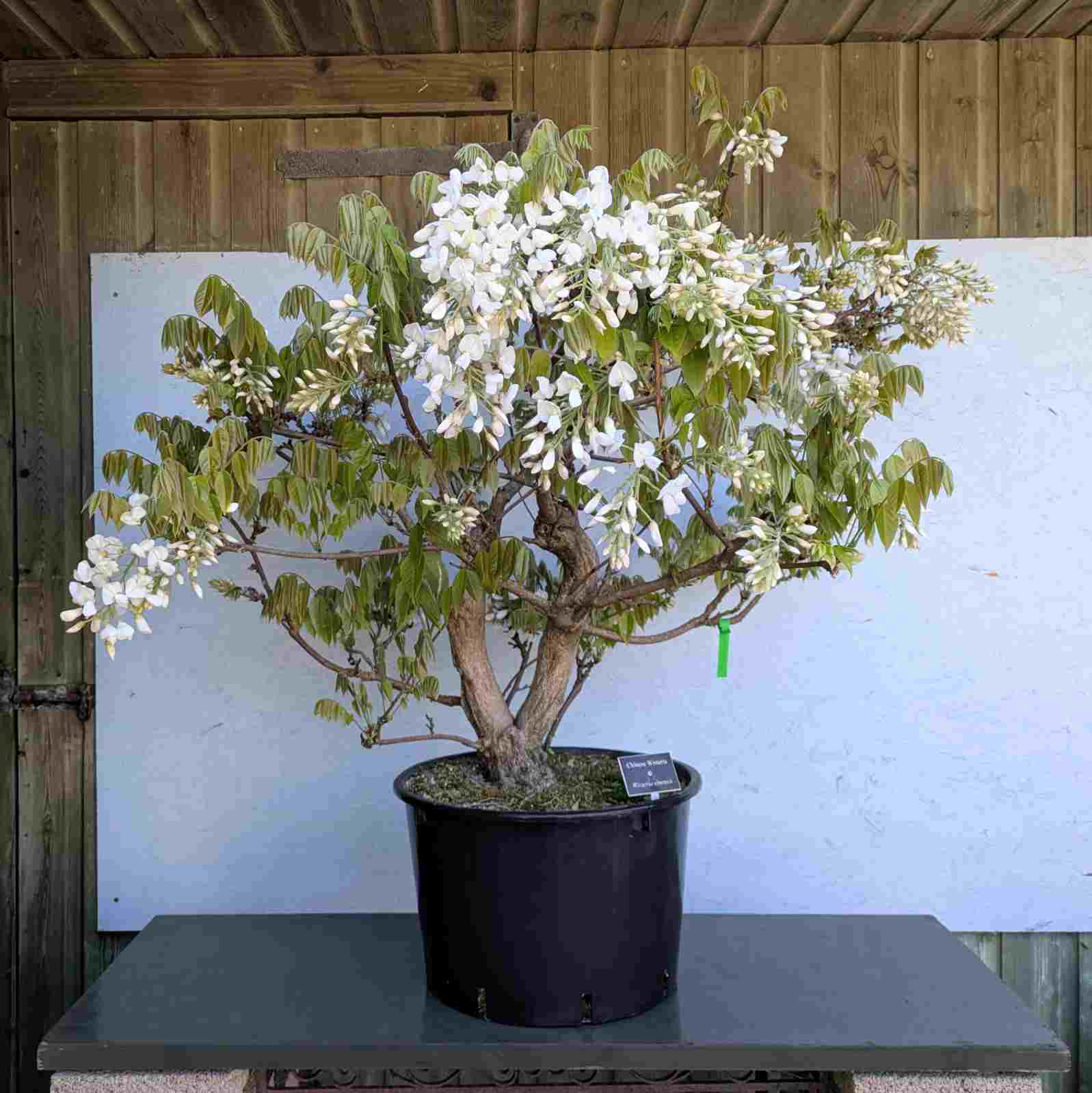 White Wisteria