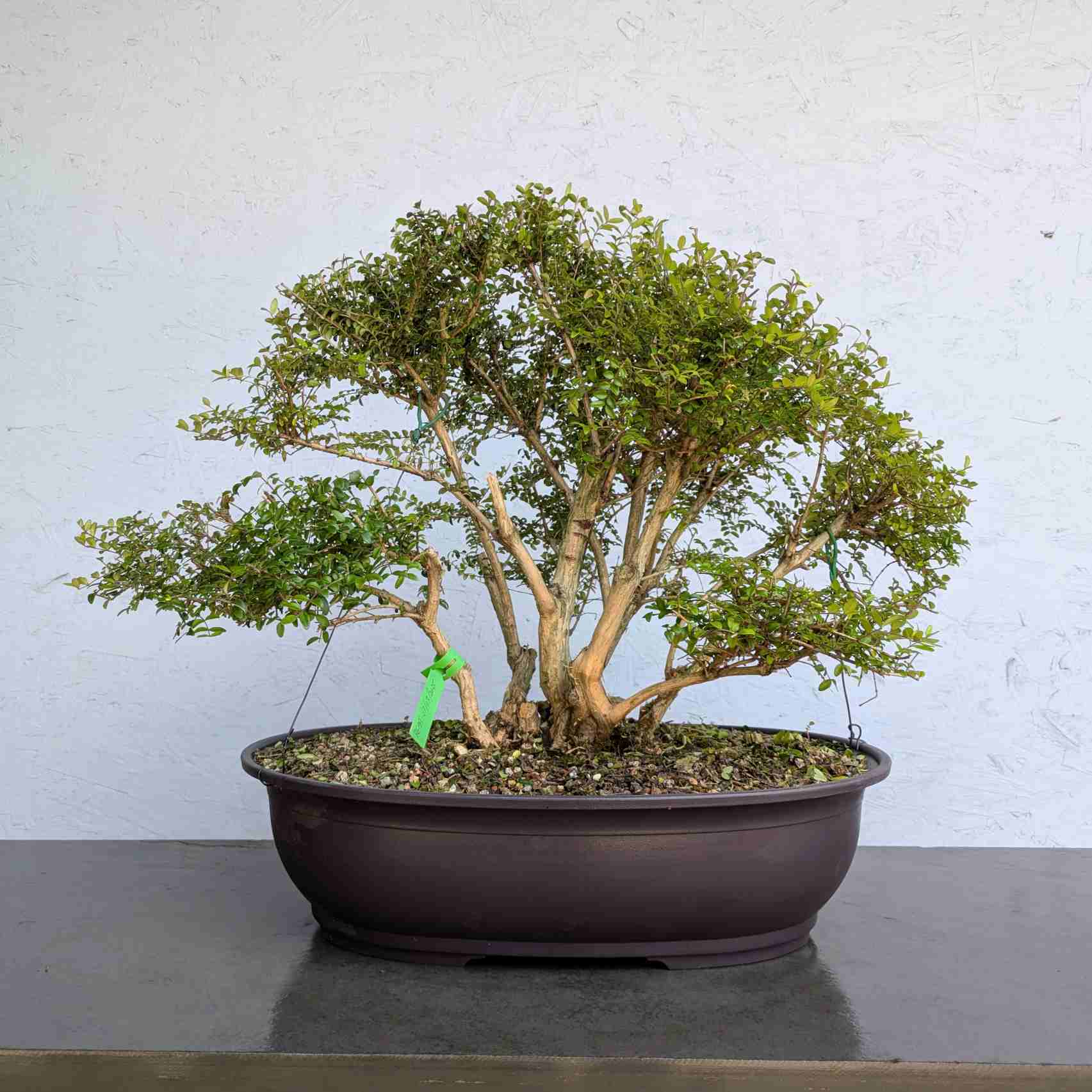 Chinese Honeysuckle Clump