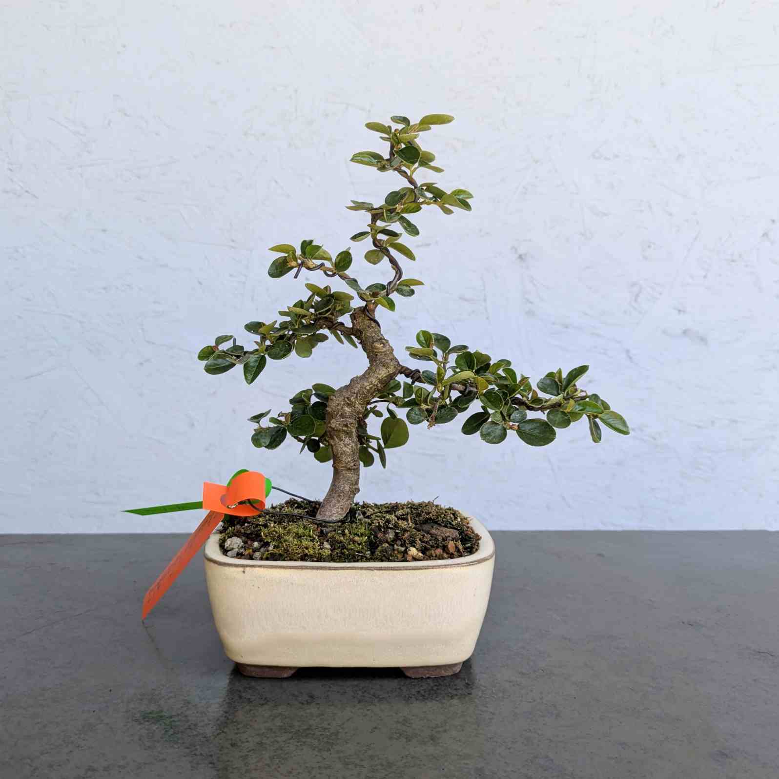 Deciduous Cotoneaster
