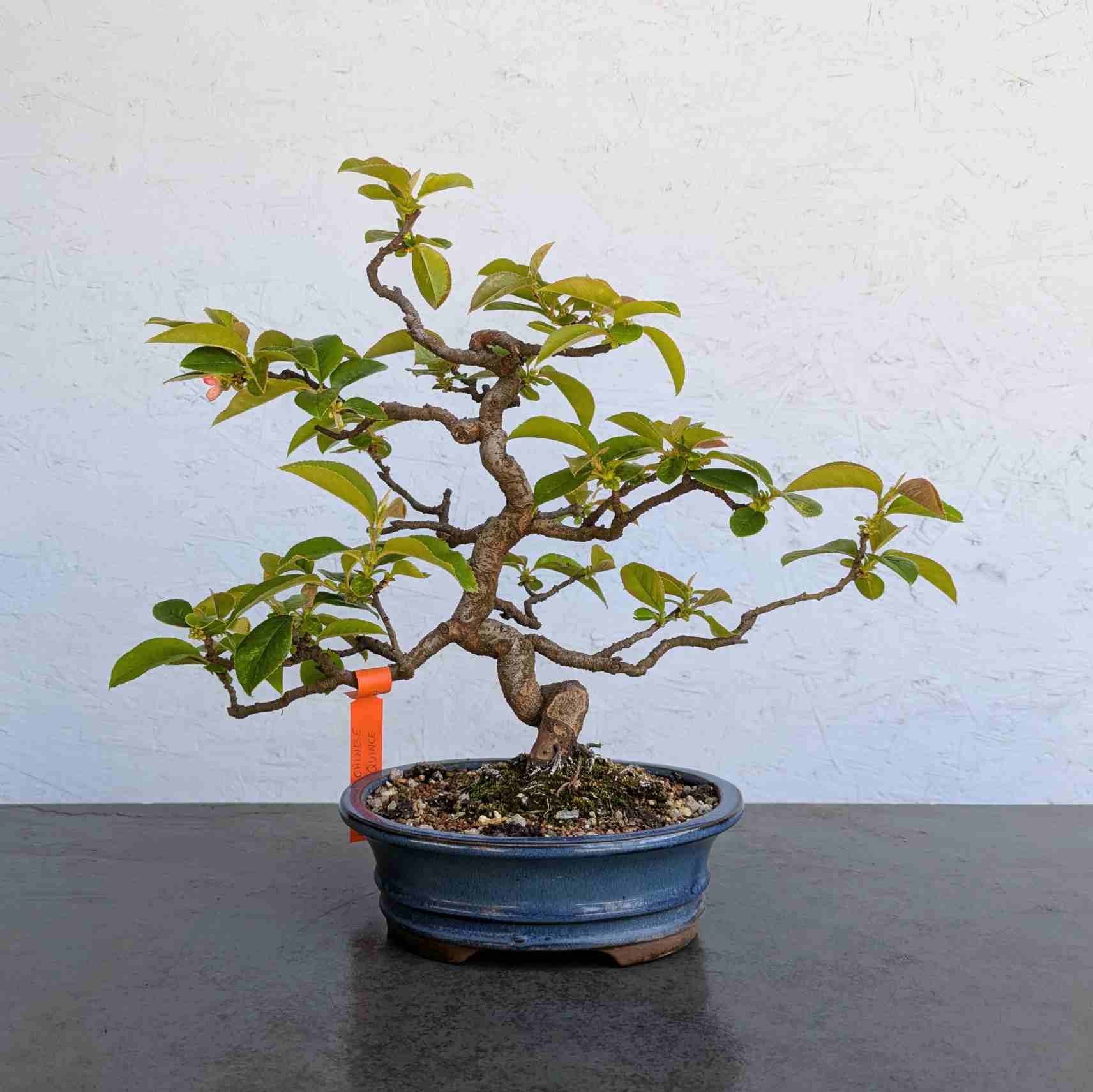 Chinese Quince