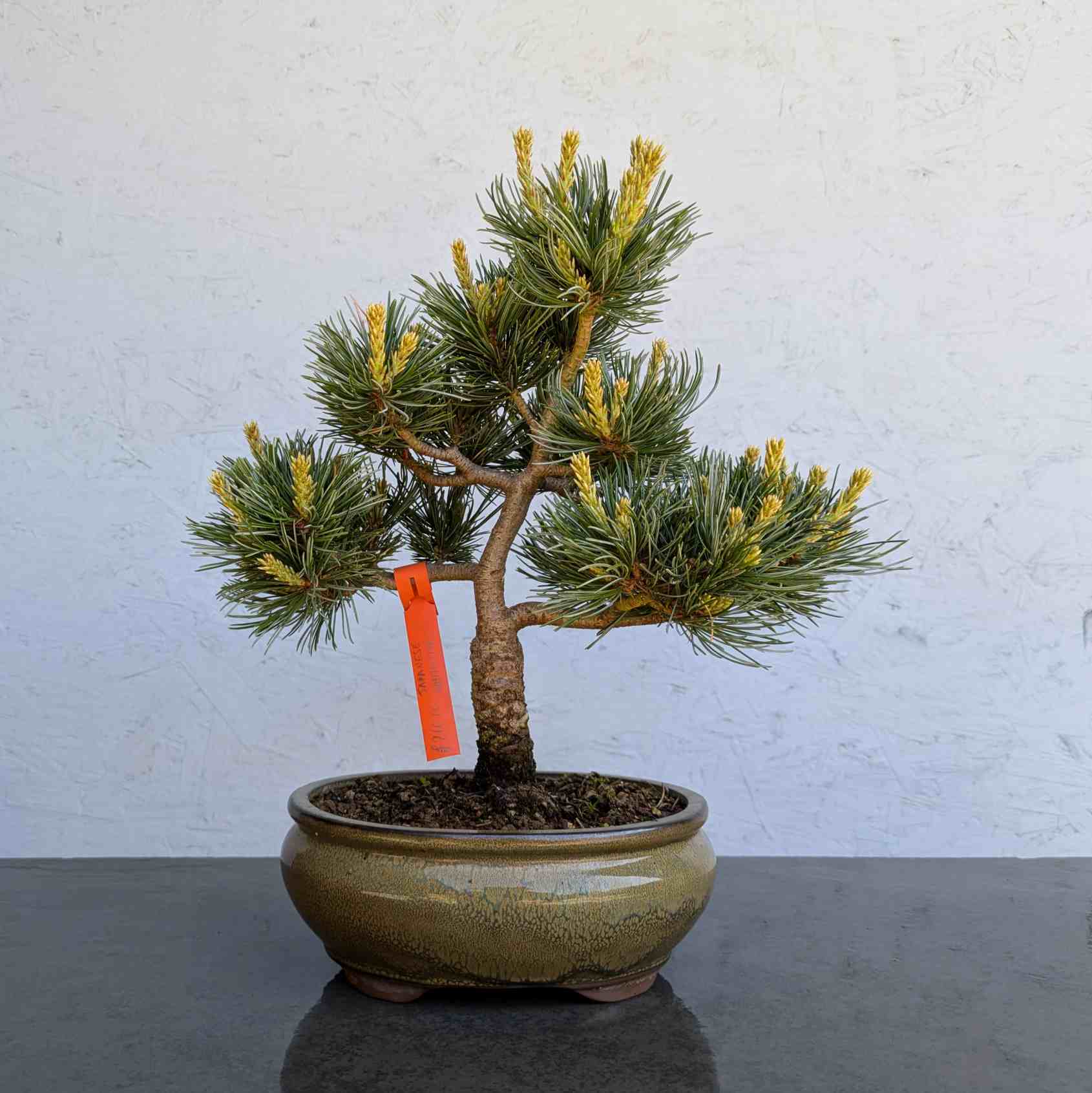 Japanese White Pine