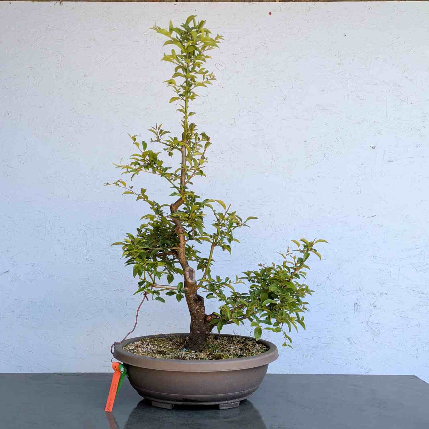 Cherry Plum