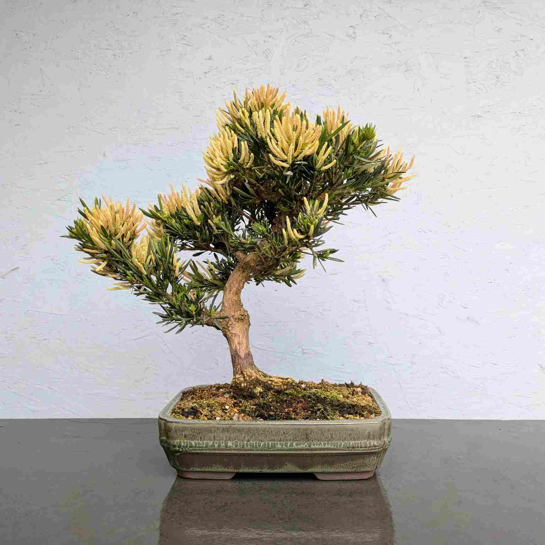 Buddhist Pine