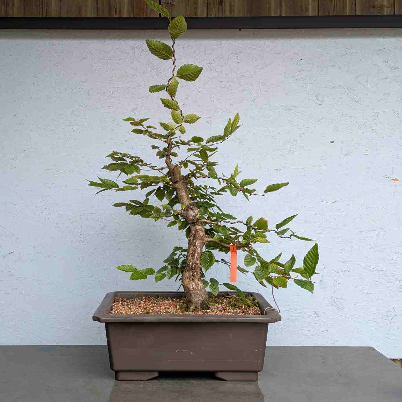European Hornbeam