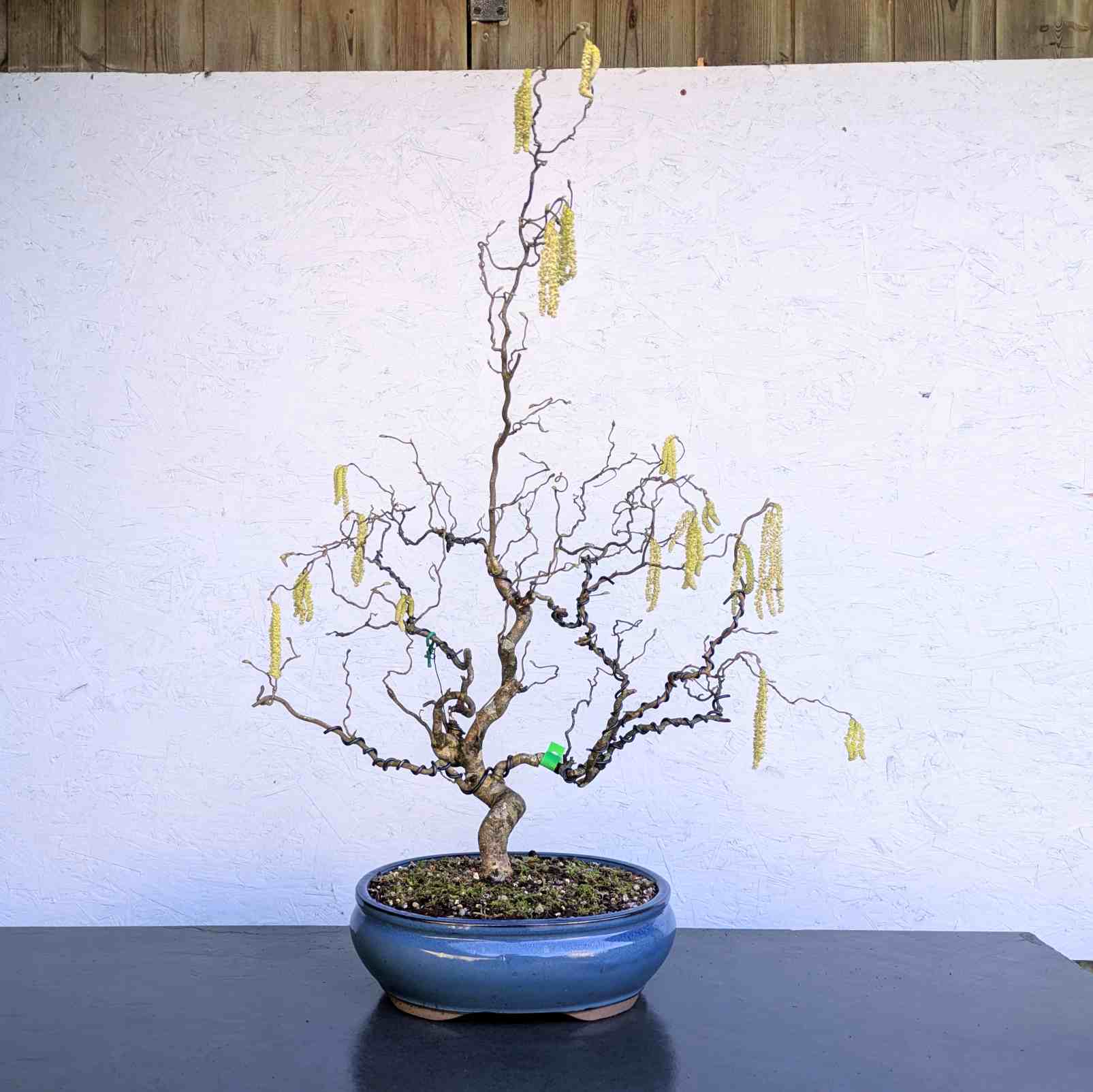 Corkscrew Hazel