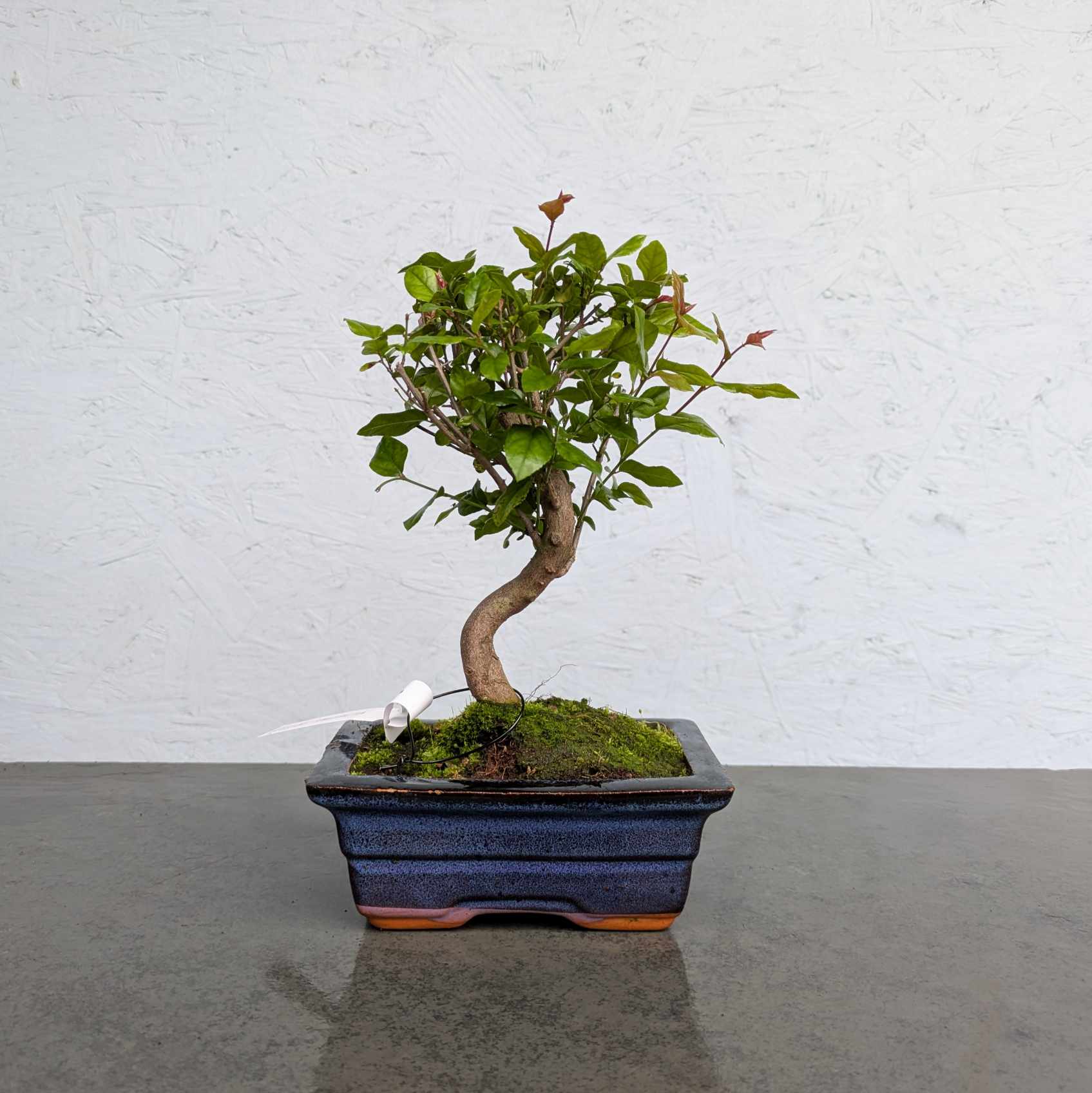 Sageretia