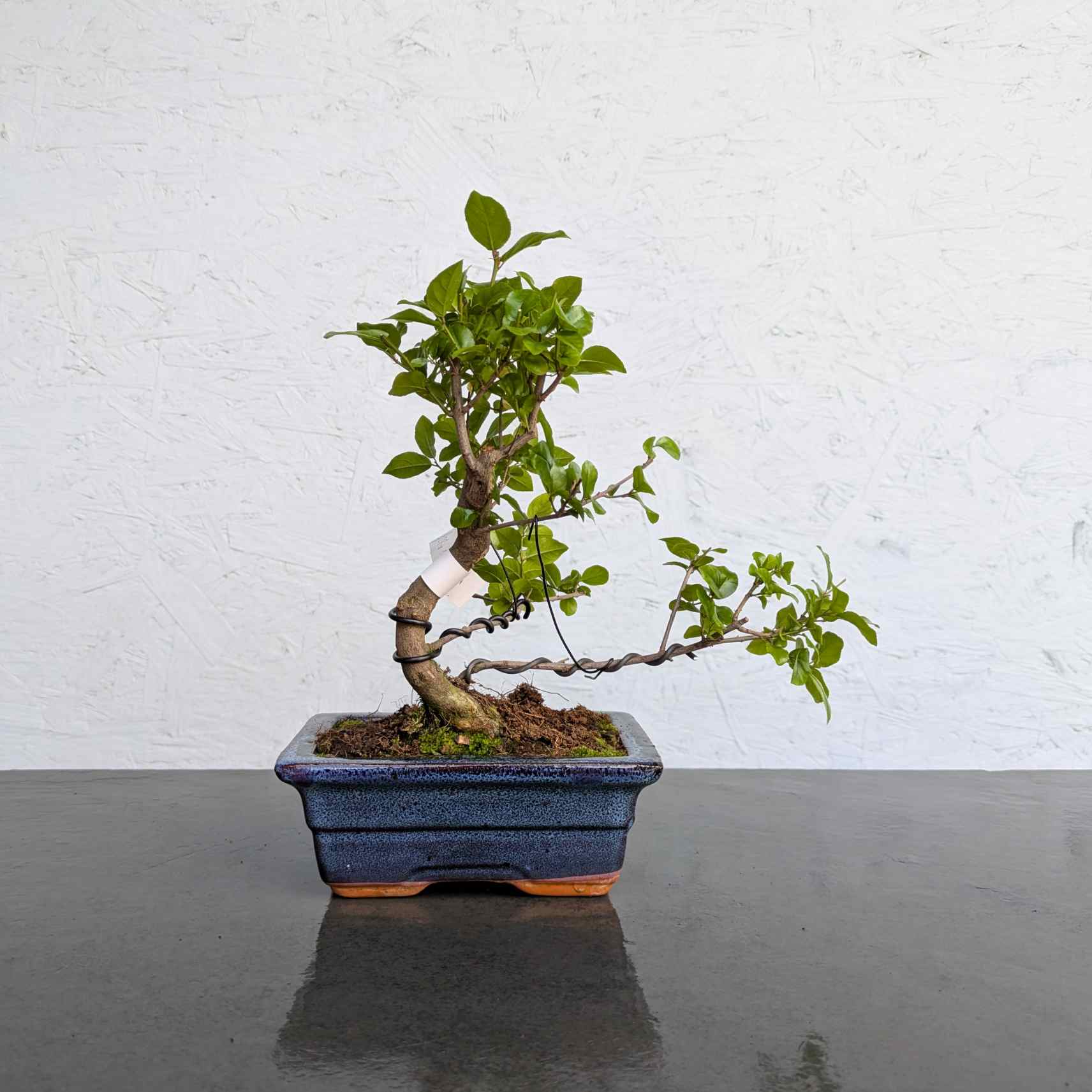 Sageretia