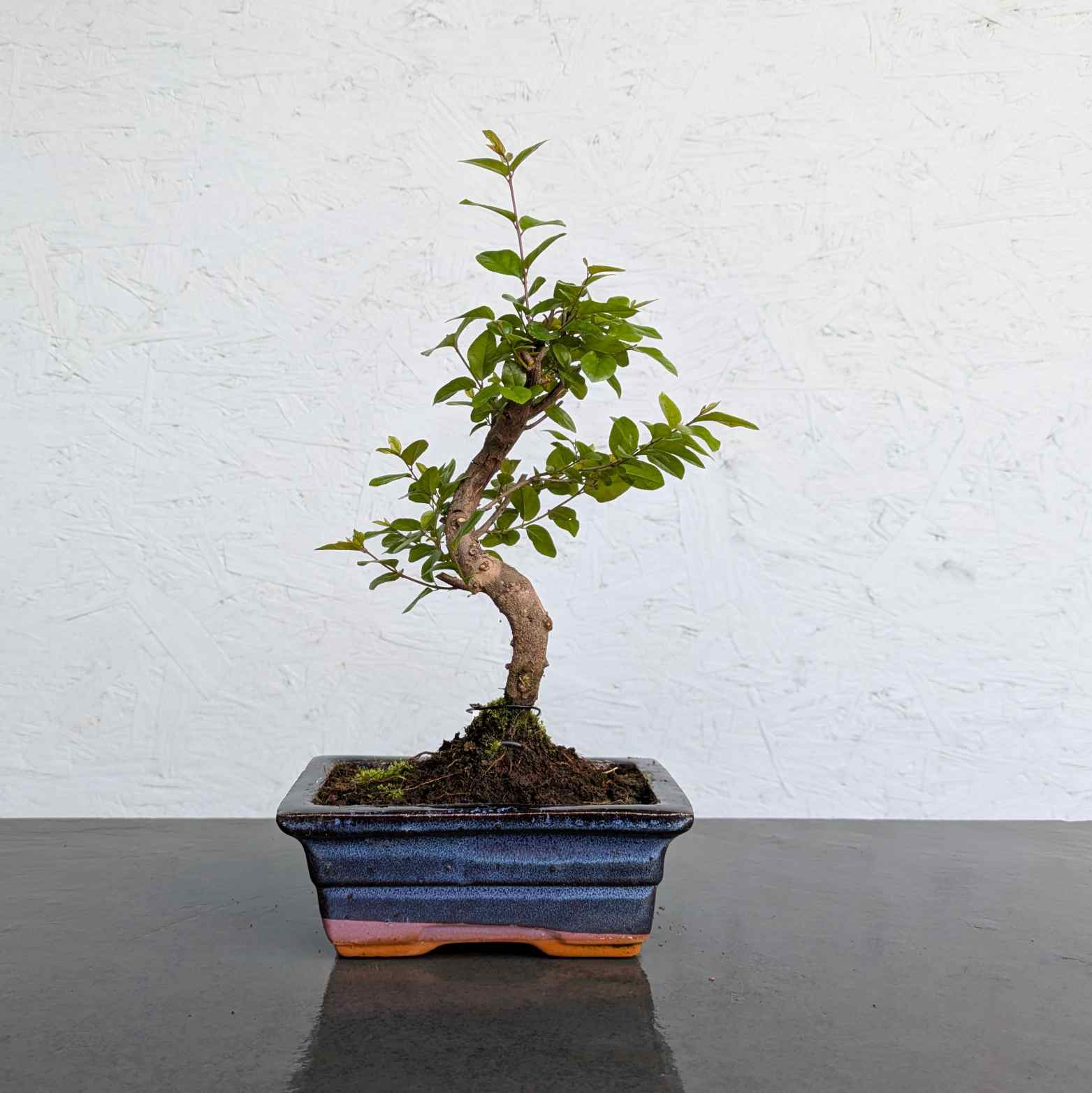 Sageretia