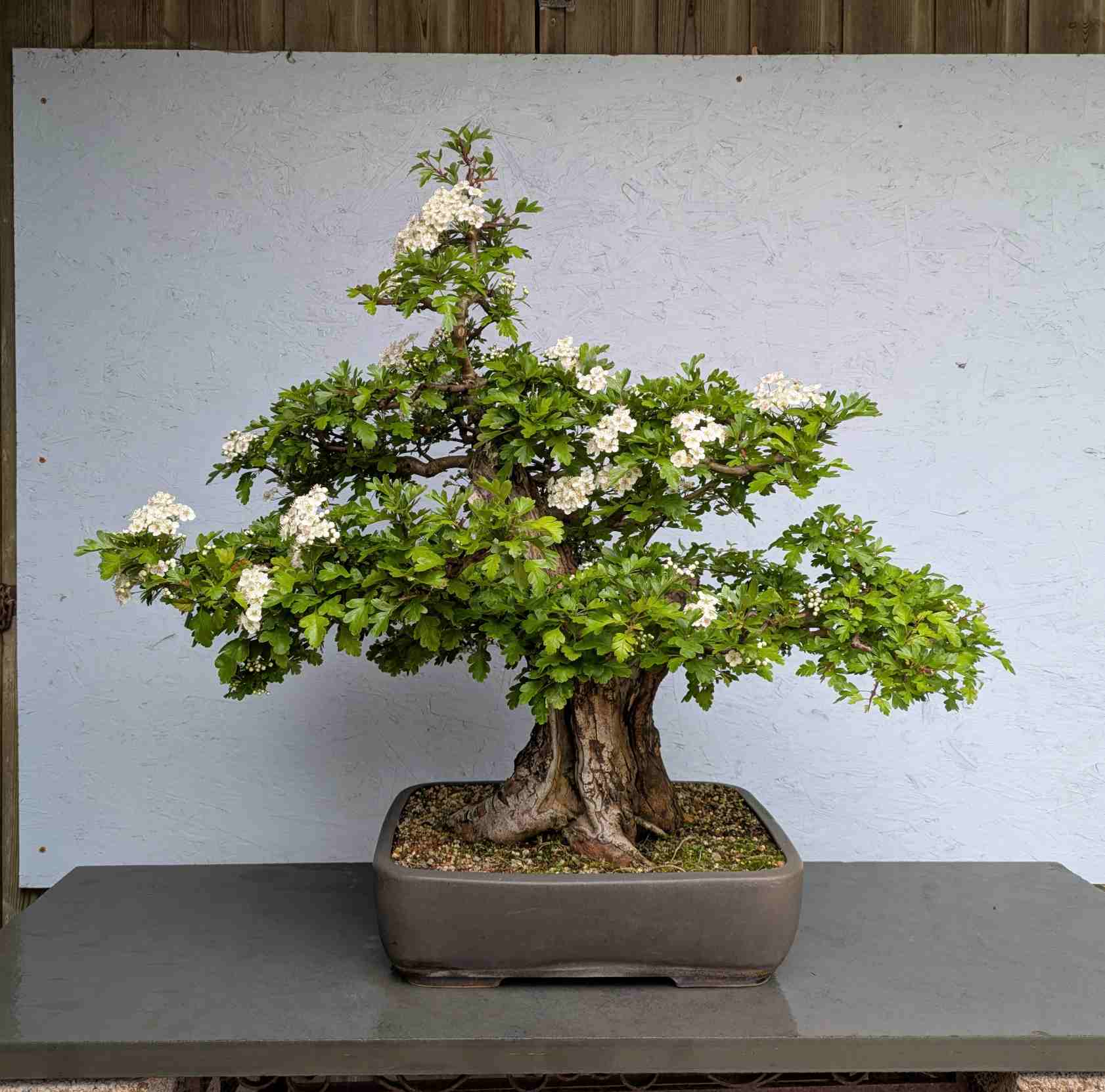 European Hawthorn