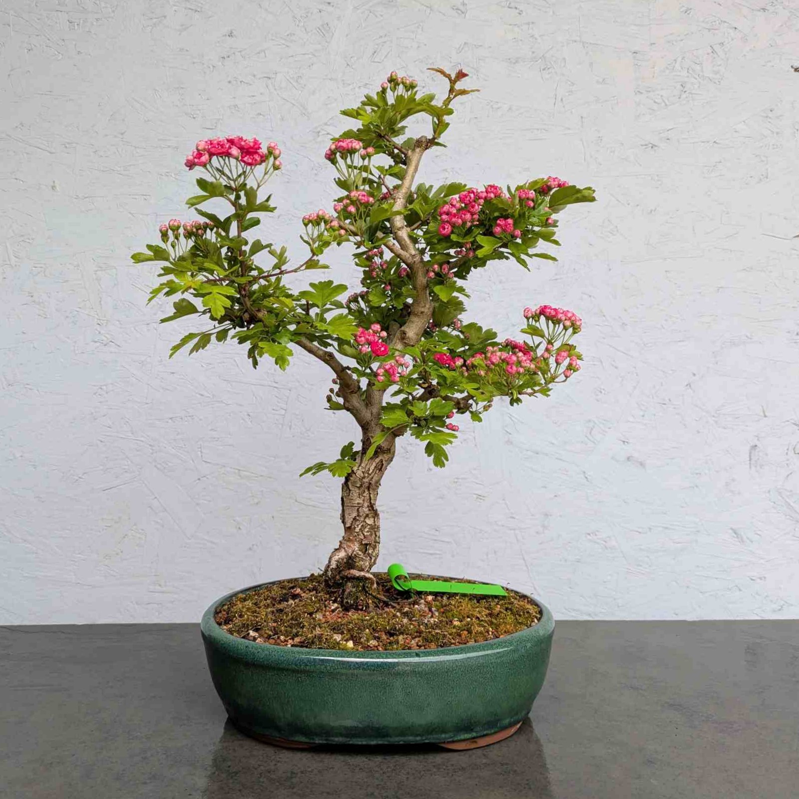 Paul’s Scarlet Hawthorn