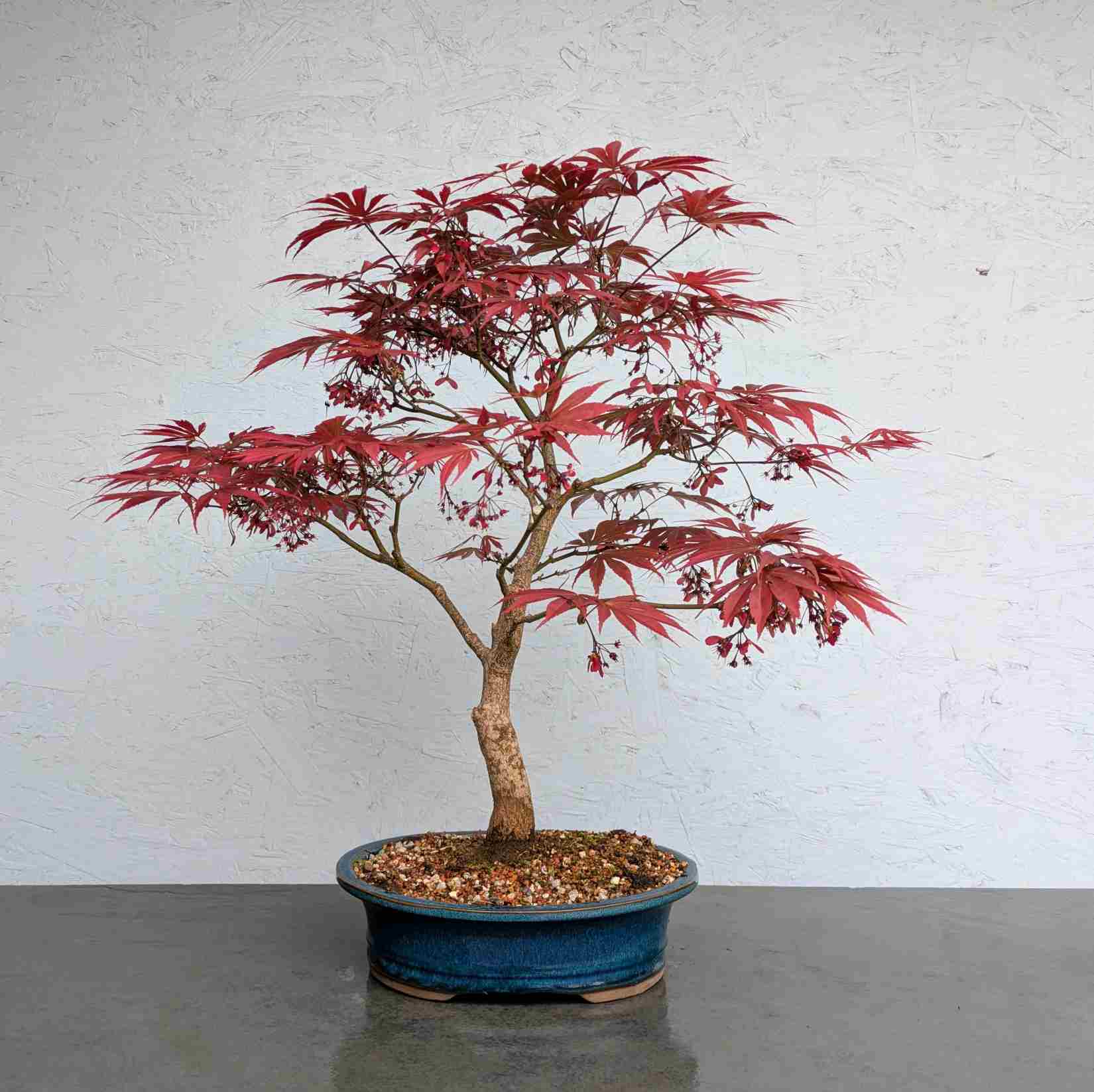 Japanese Maple