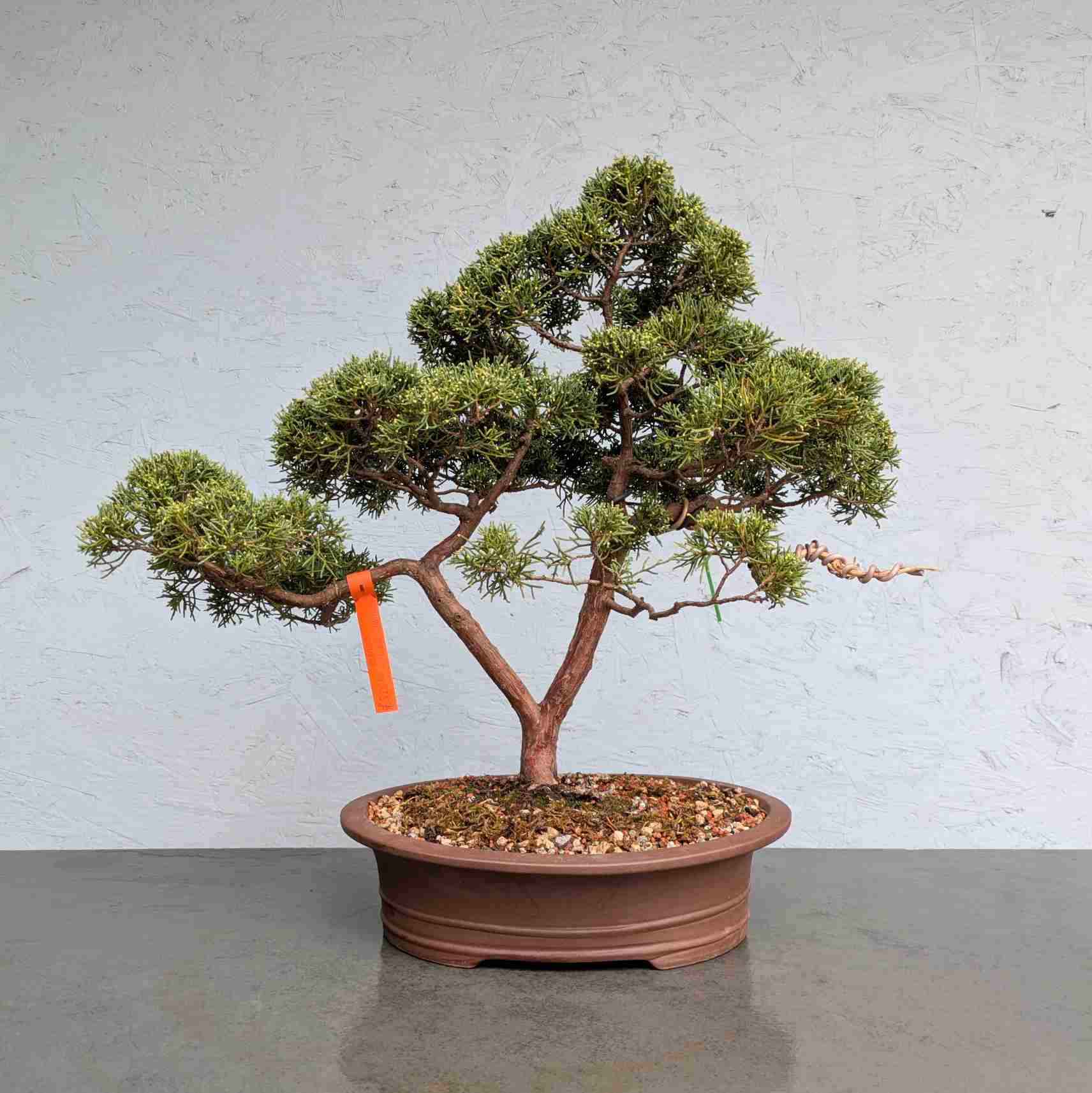 Blauuw’s Chinese Juniper