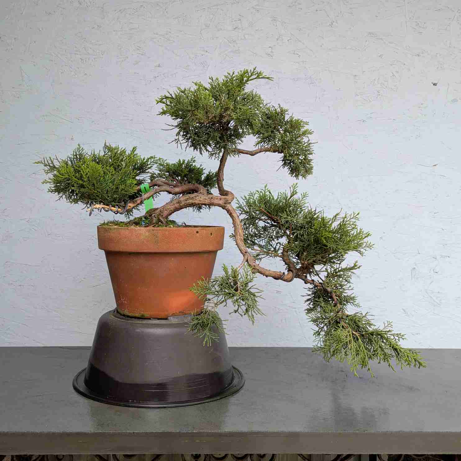 Juniper
