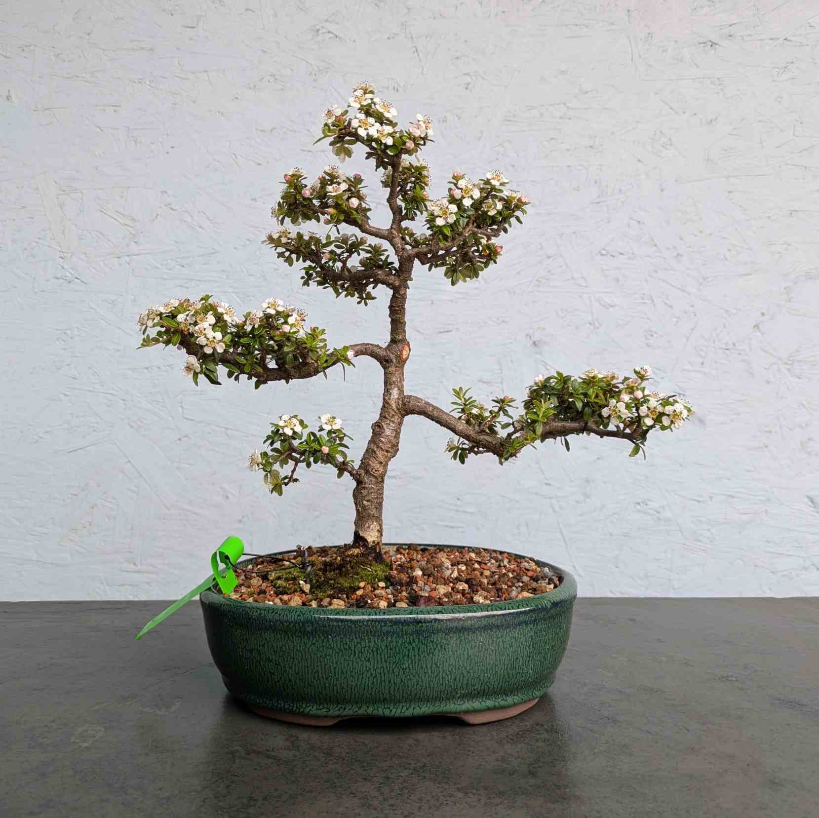 Cotoneaster