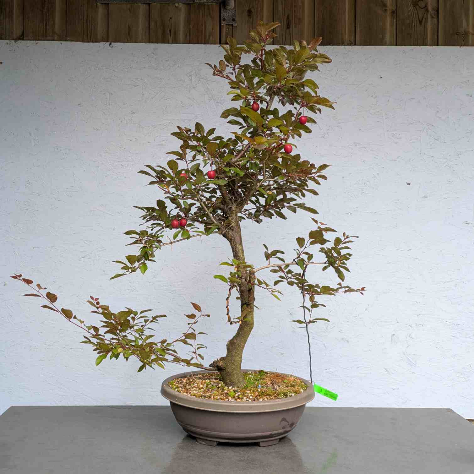 Purple Cherry Plum