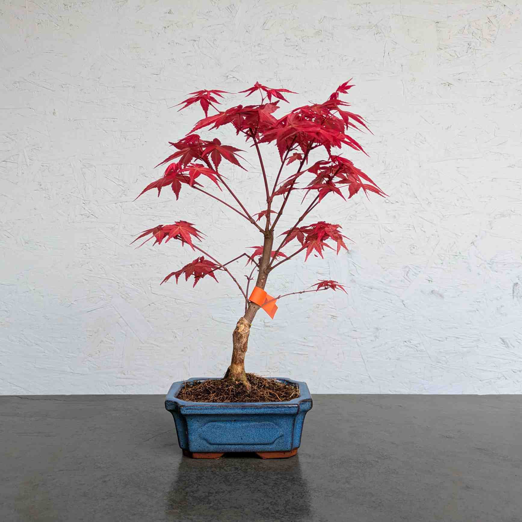 Deshojo Maple