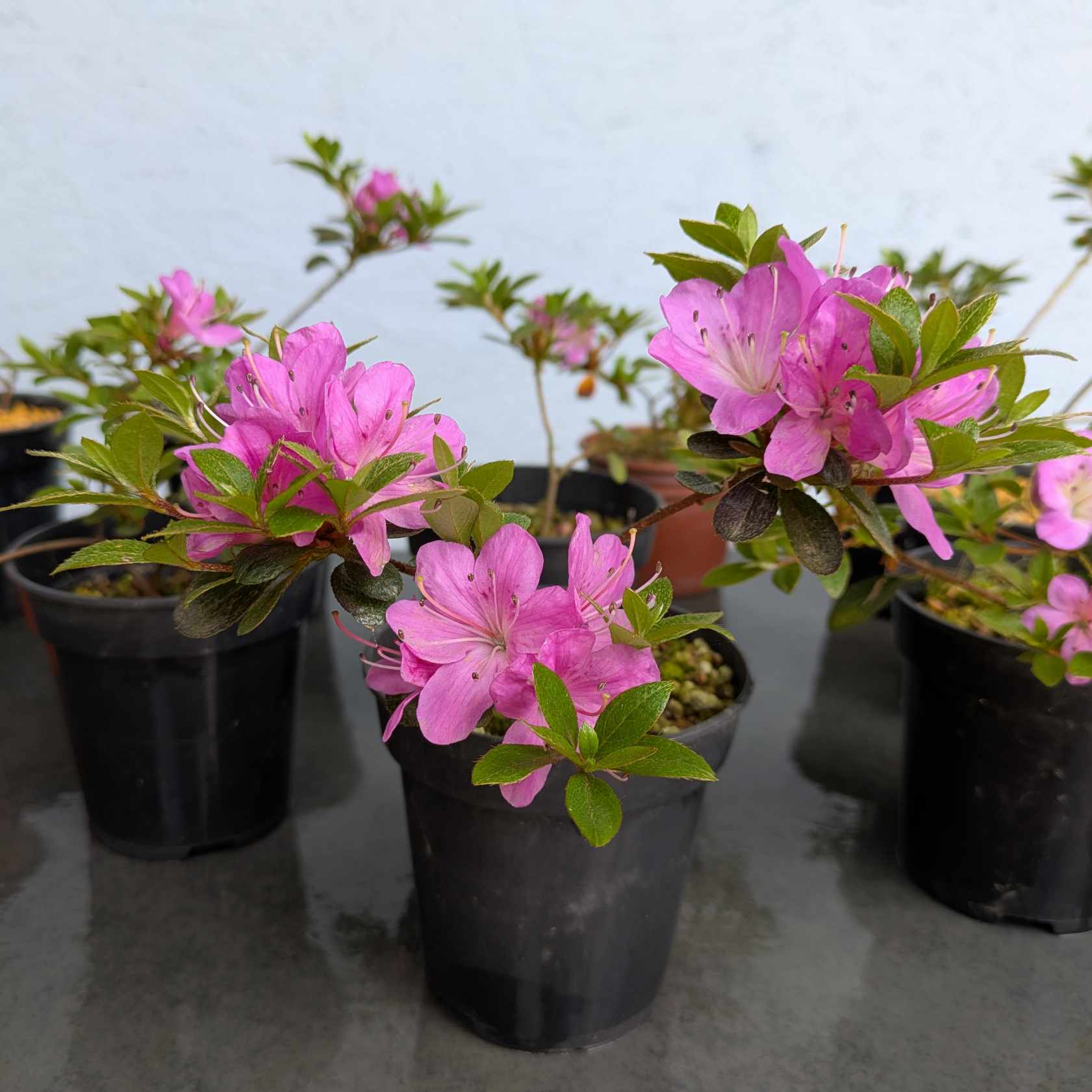 Satsuki Azalea ‘Miyamamangetsu’
