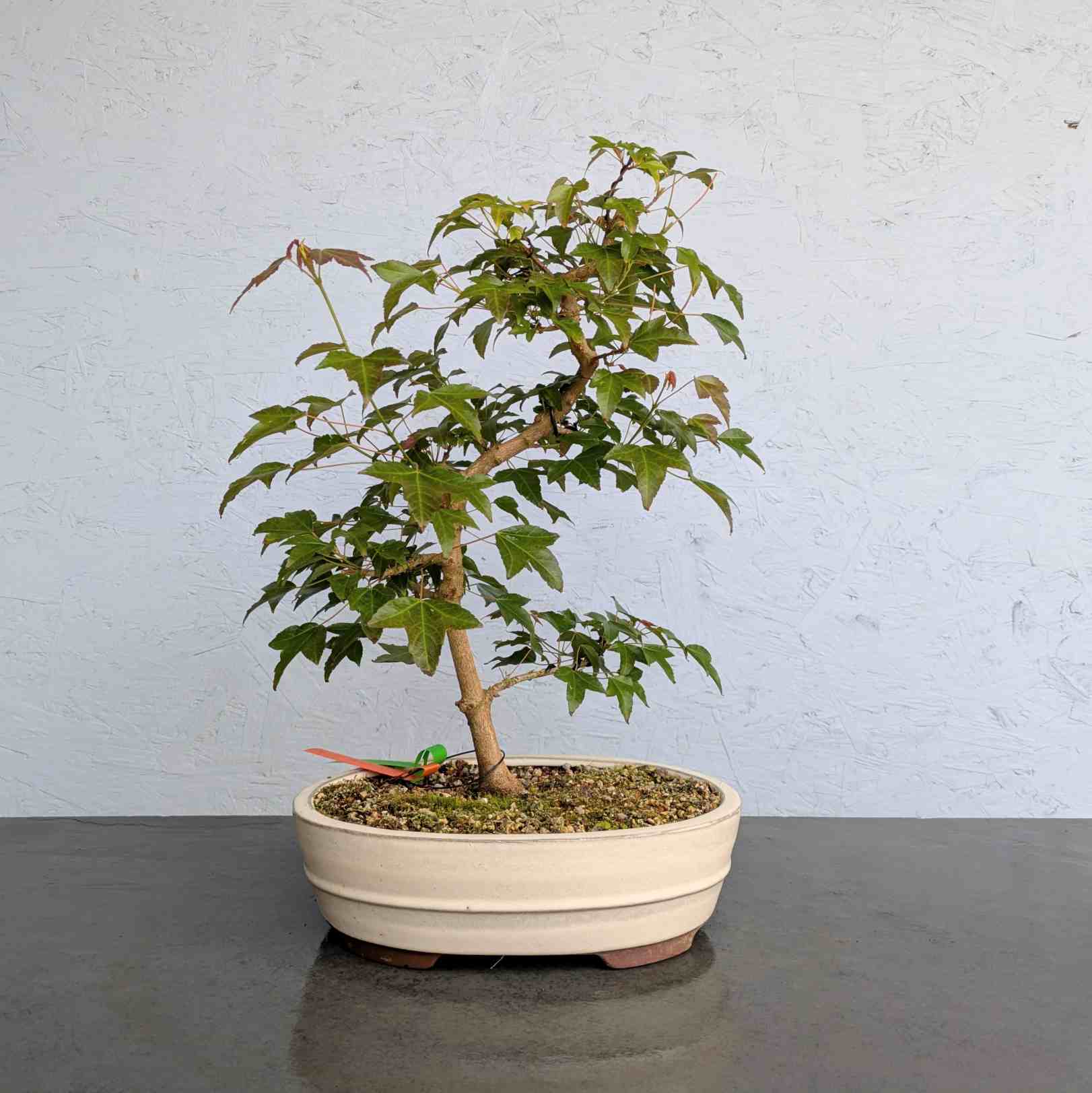 Trident Maple