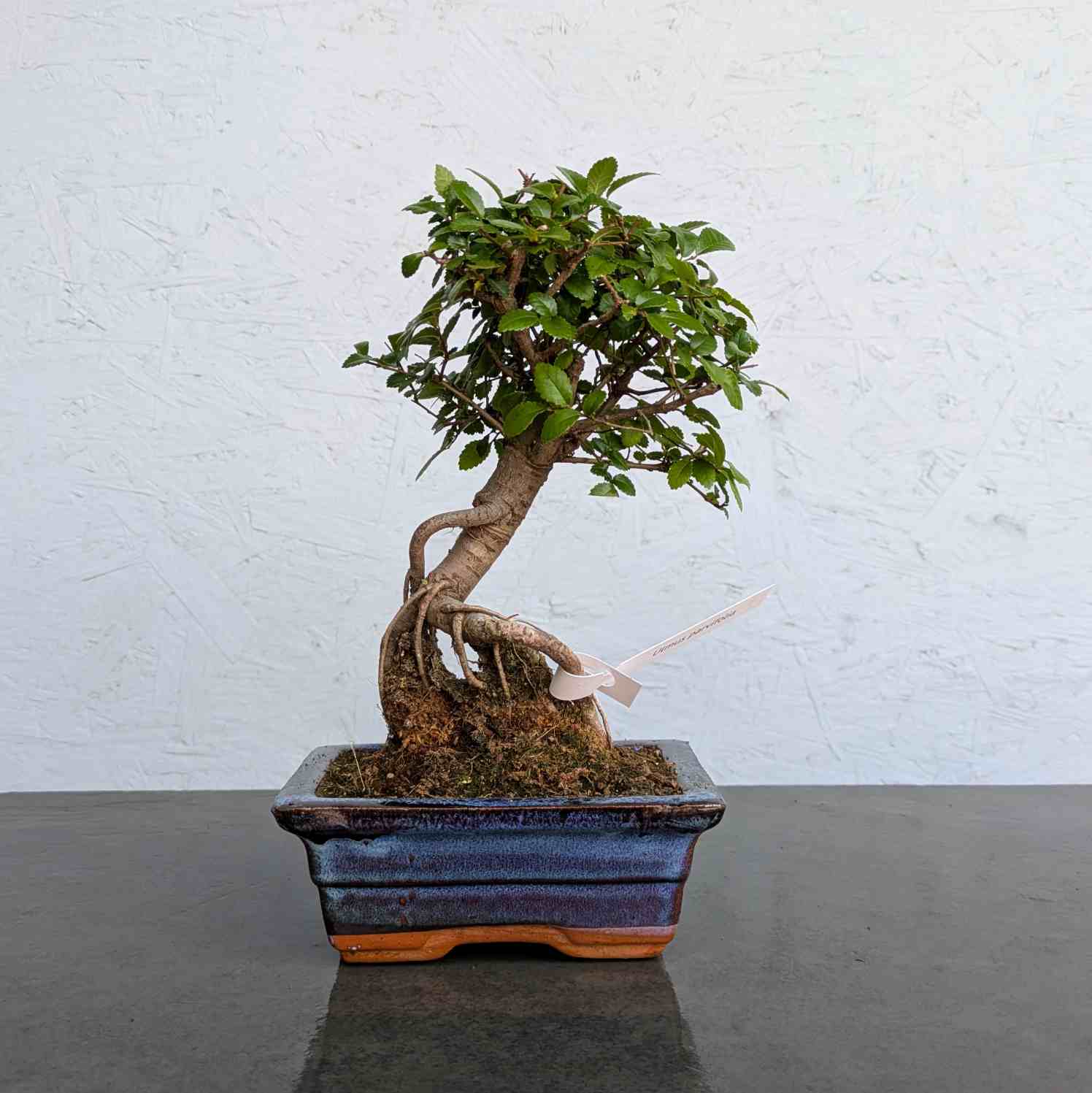 Chinese Elm