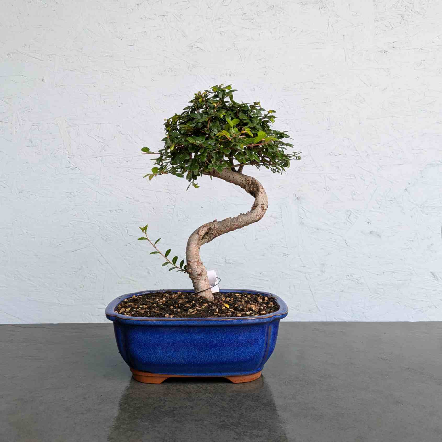 Chinese Elm