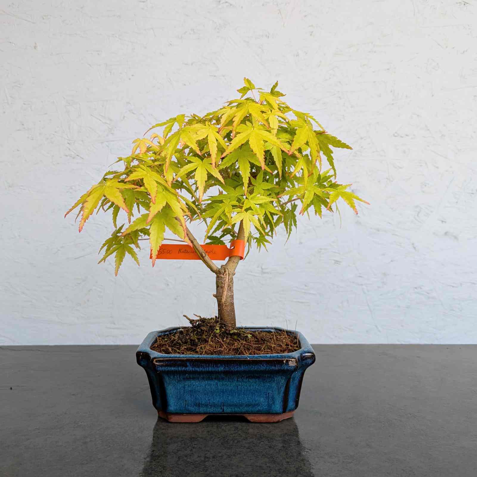 Katsura Maple