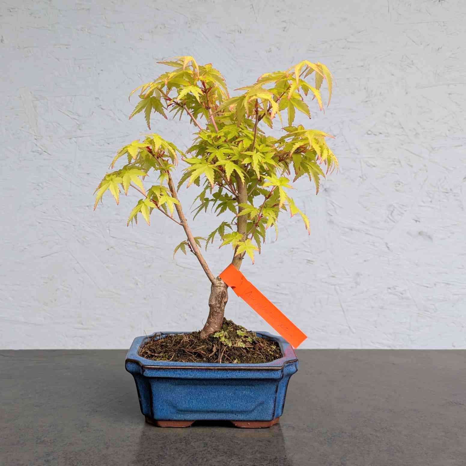 Katsura Maple