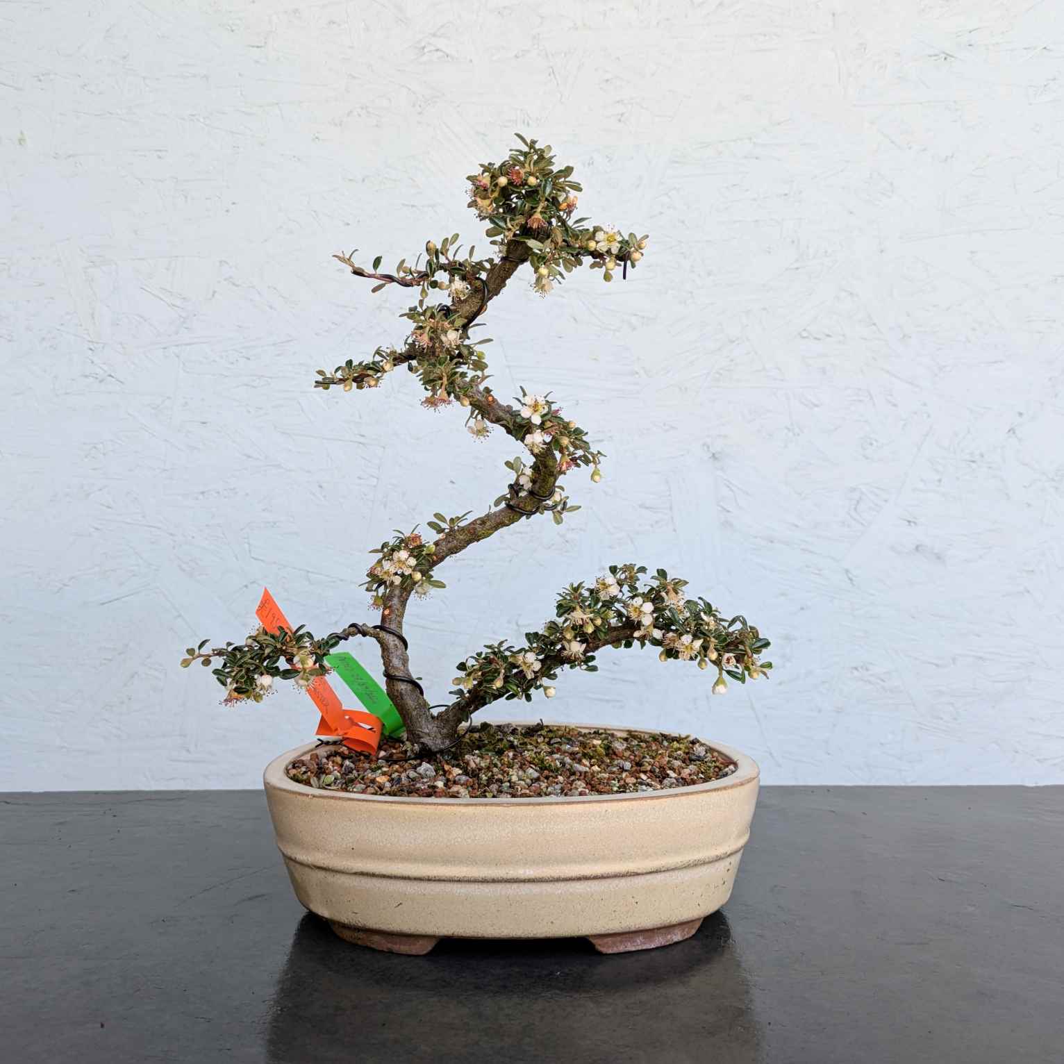 Evergreen Cotoneaster