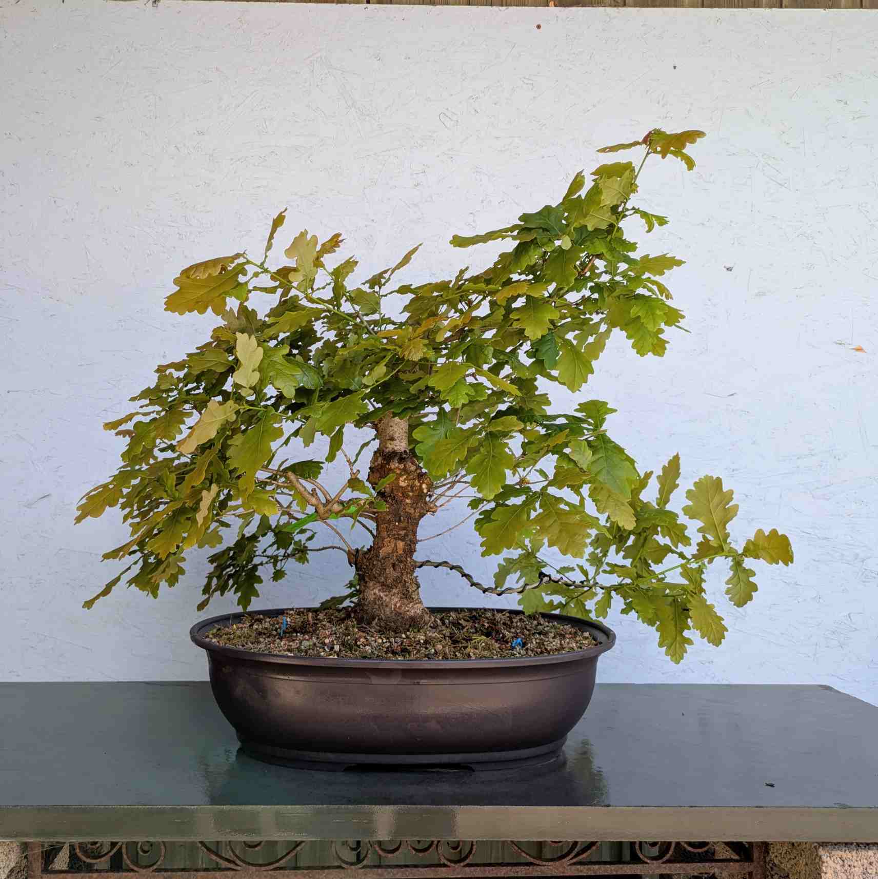 English Oak