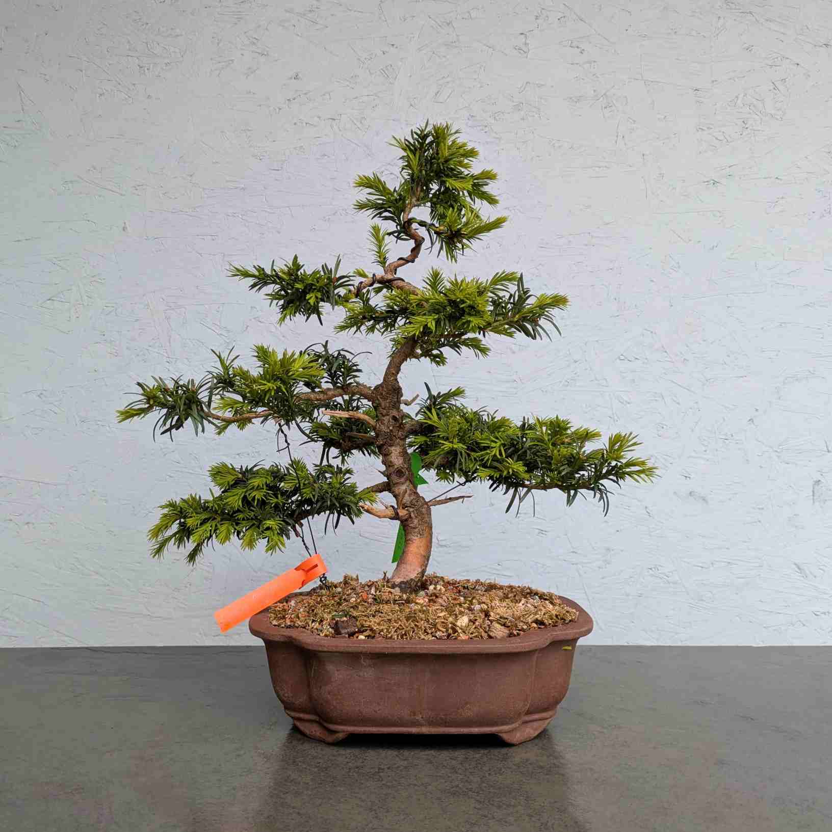 European Yew