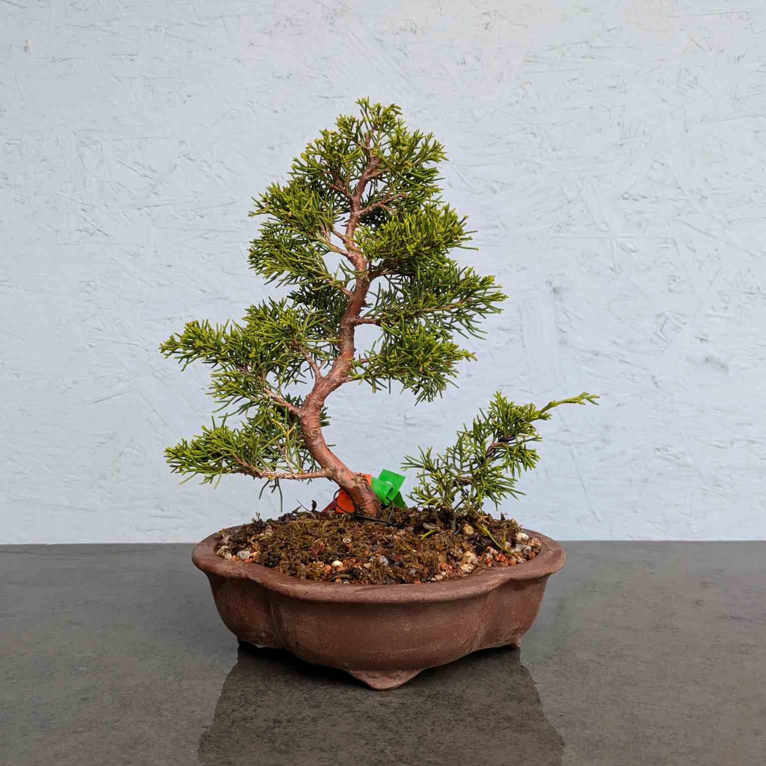 Itoigawa Juniper