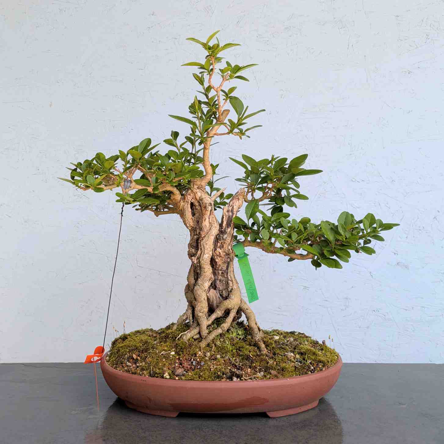 Japanese Privet