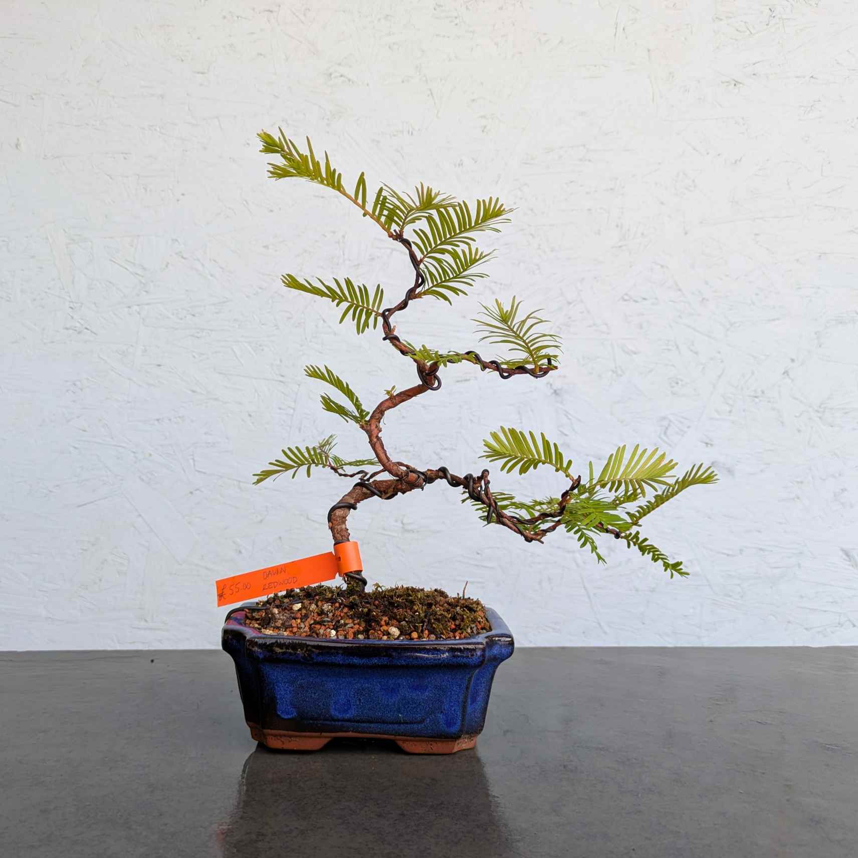 Dawn Redwood