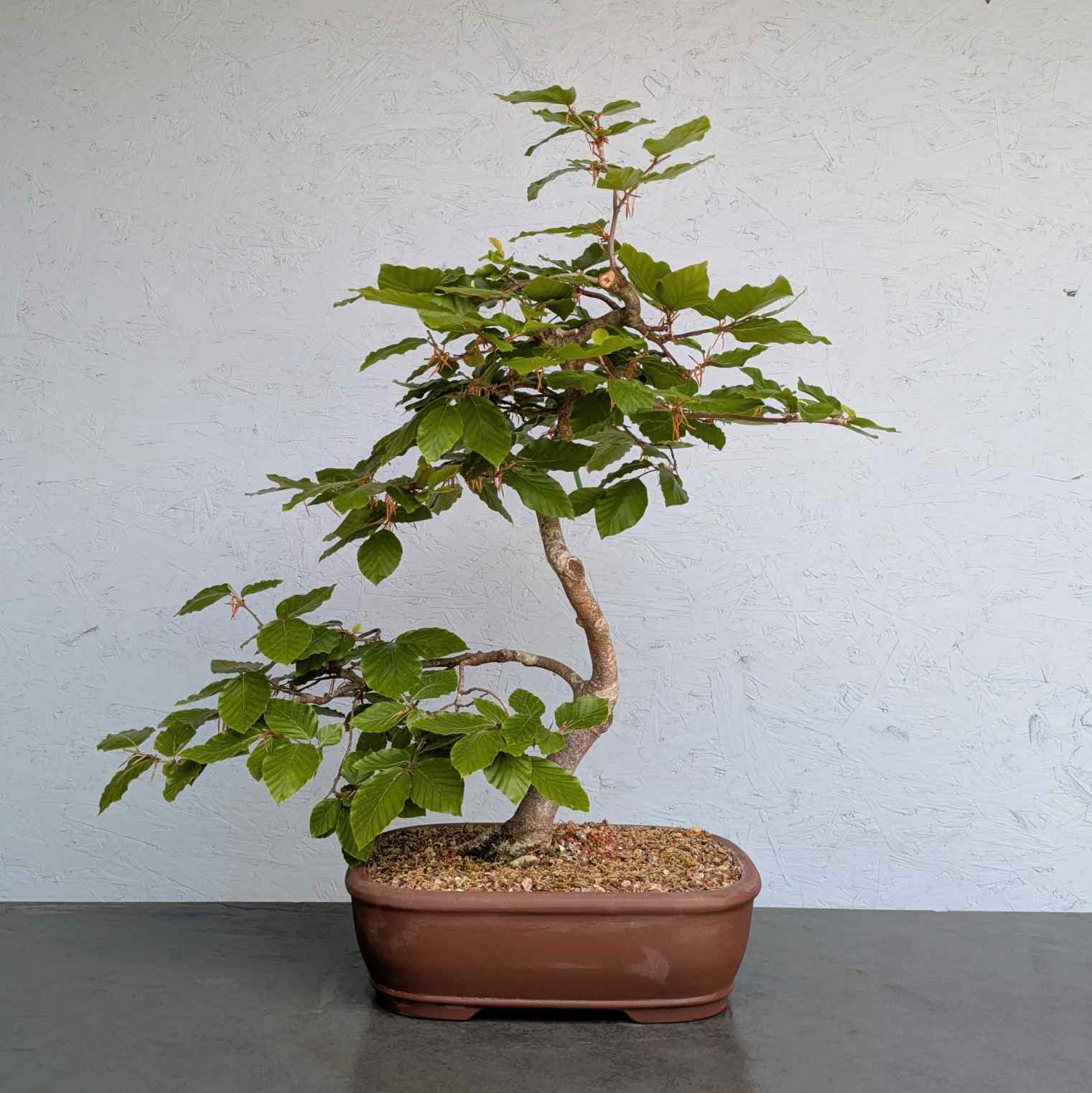 European Beech