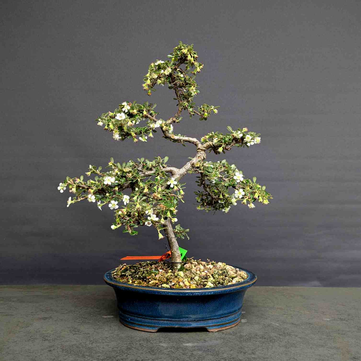 Cotoneaster
