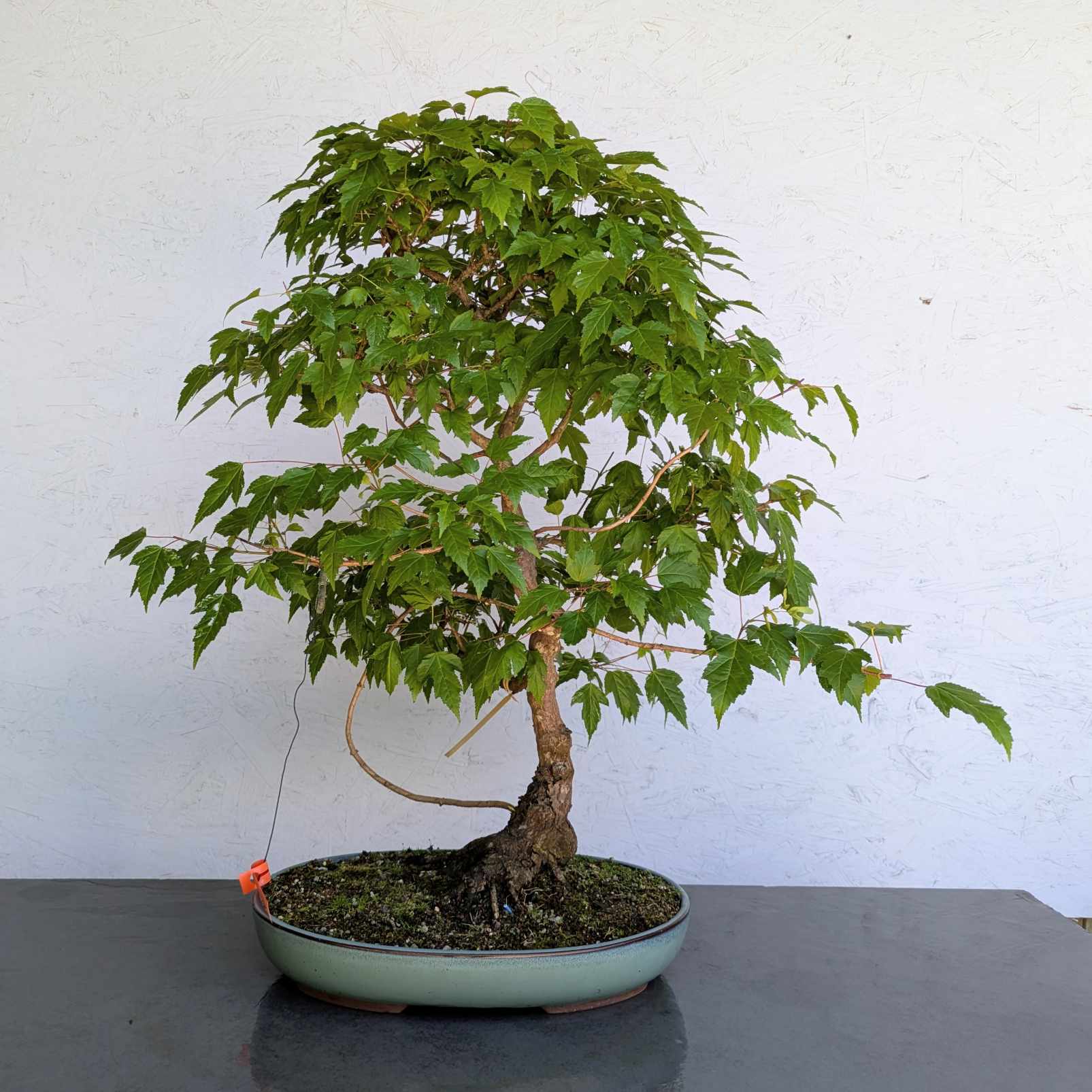 Amur Maple