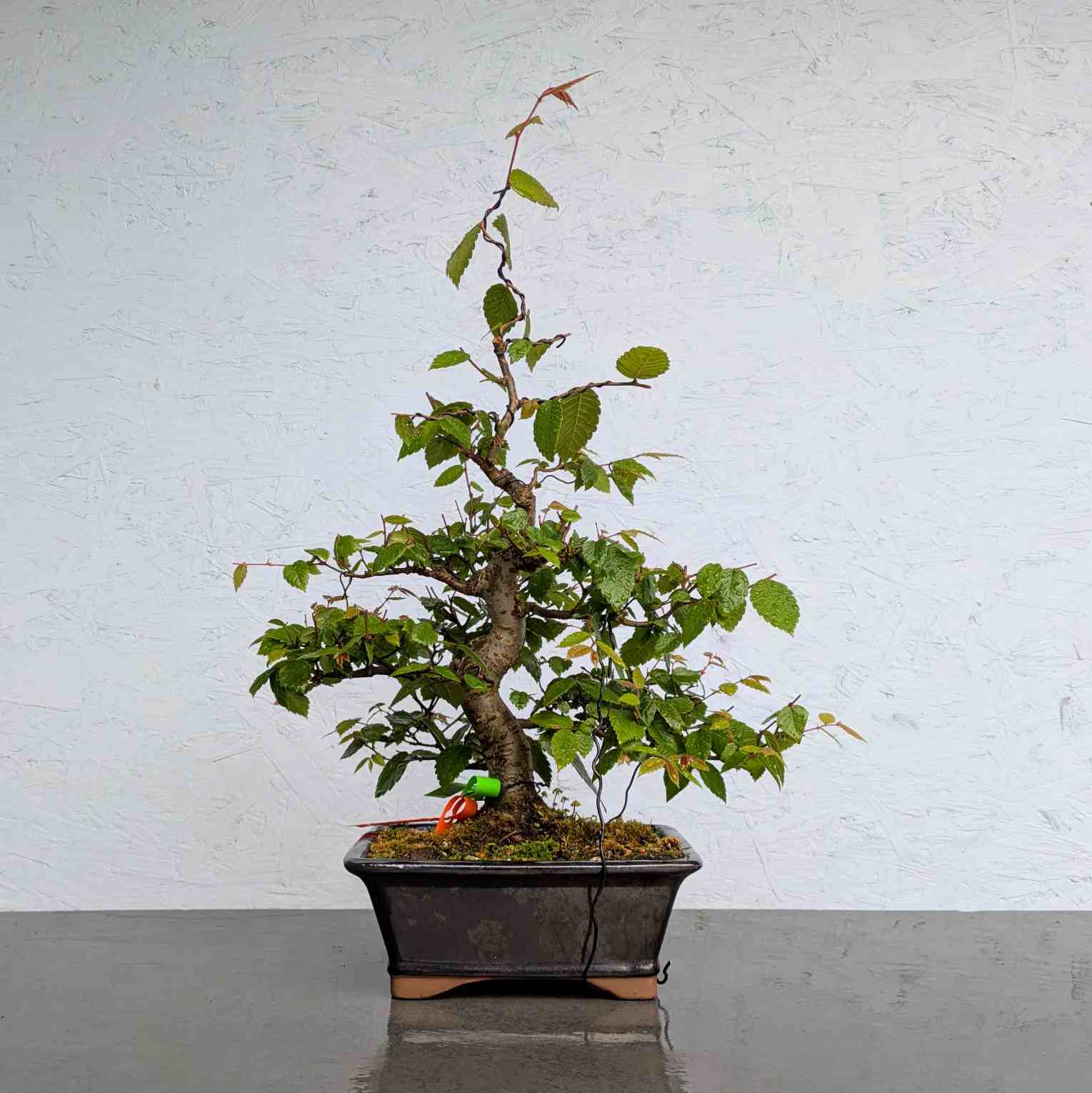 Zelkova (Japanese Grey-Bark Elm)