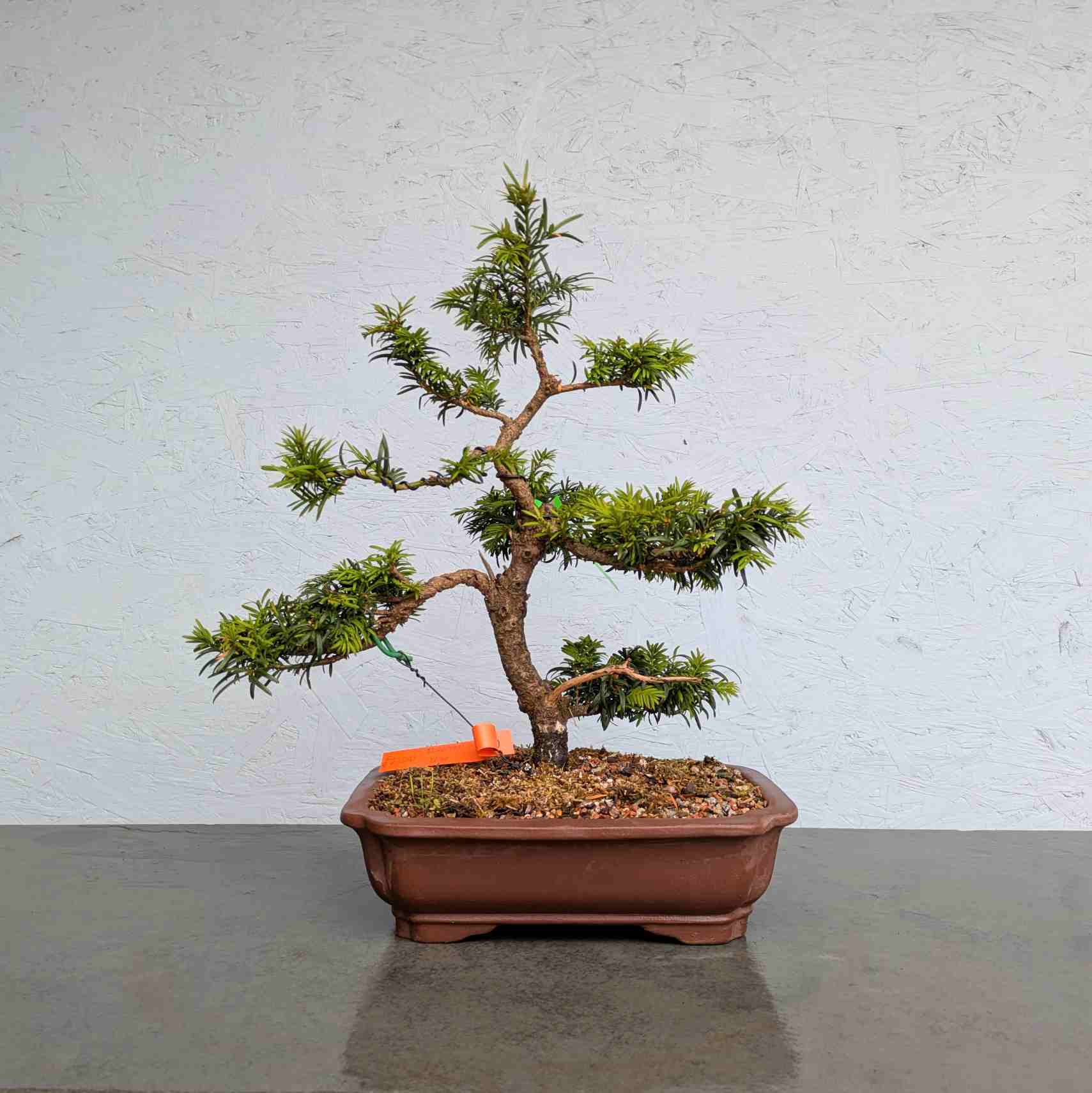 European Yew