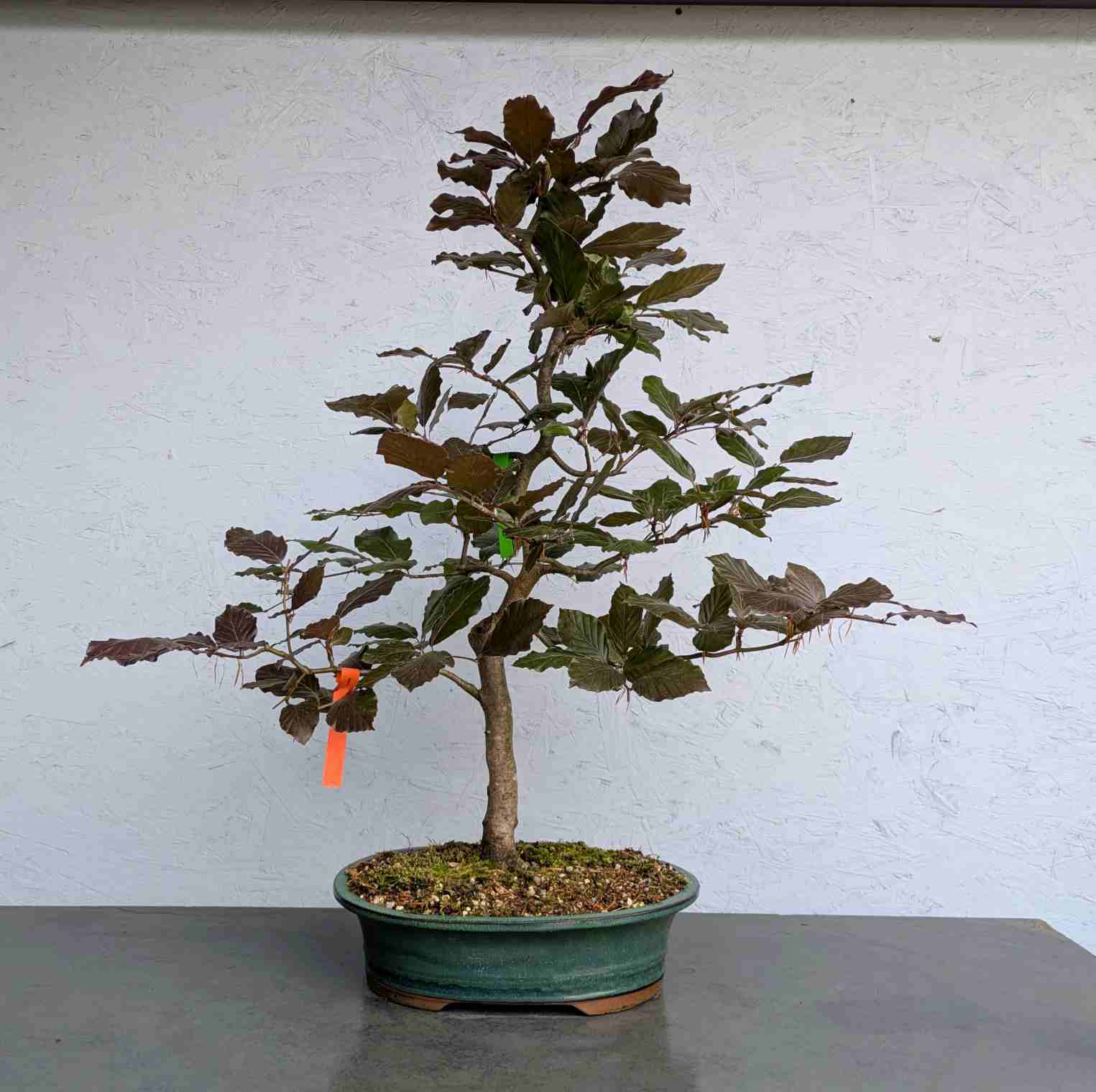 Copper Beech