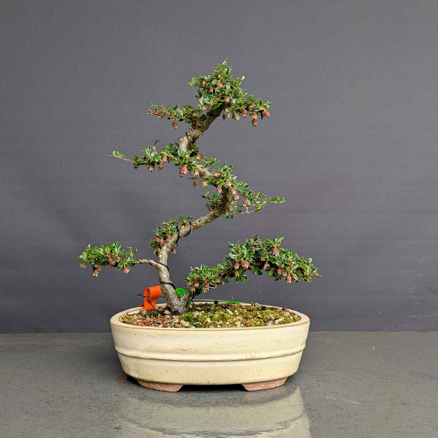 Evergreen Cotoneaster