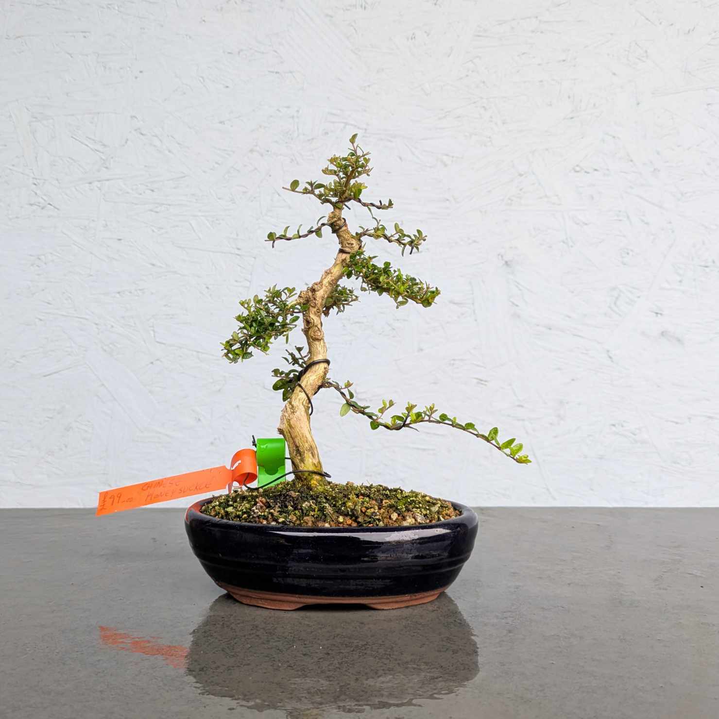 Chinese Honeysuckle