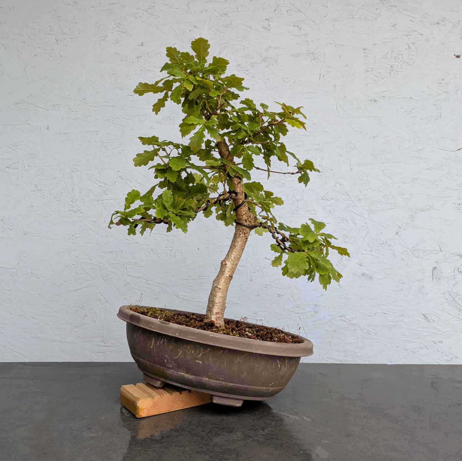 English Oak